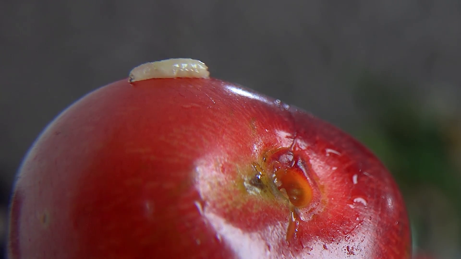Fruit worm on Fresh, ripe, juicy cherry, extreme closeup Stock Video ...