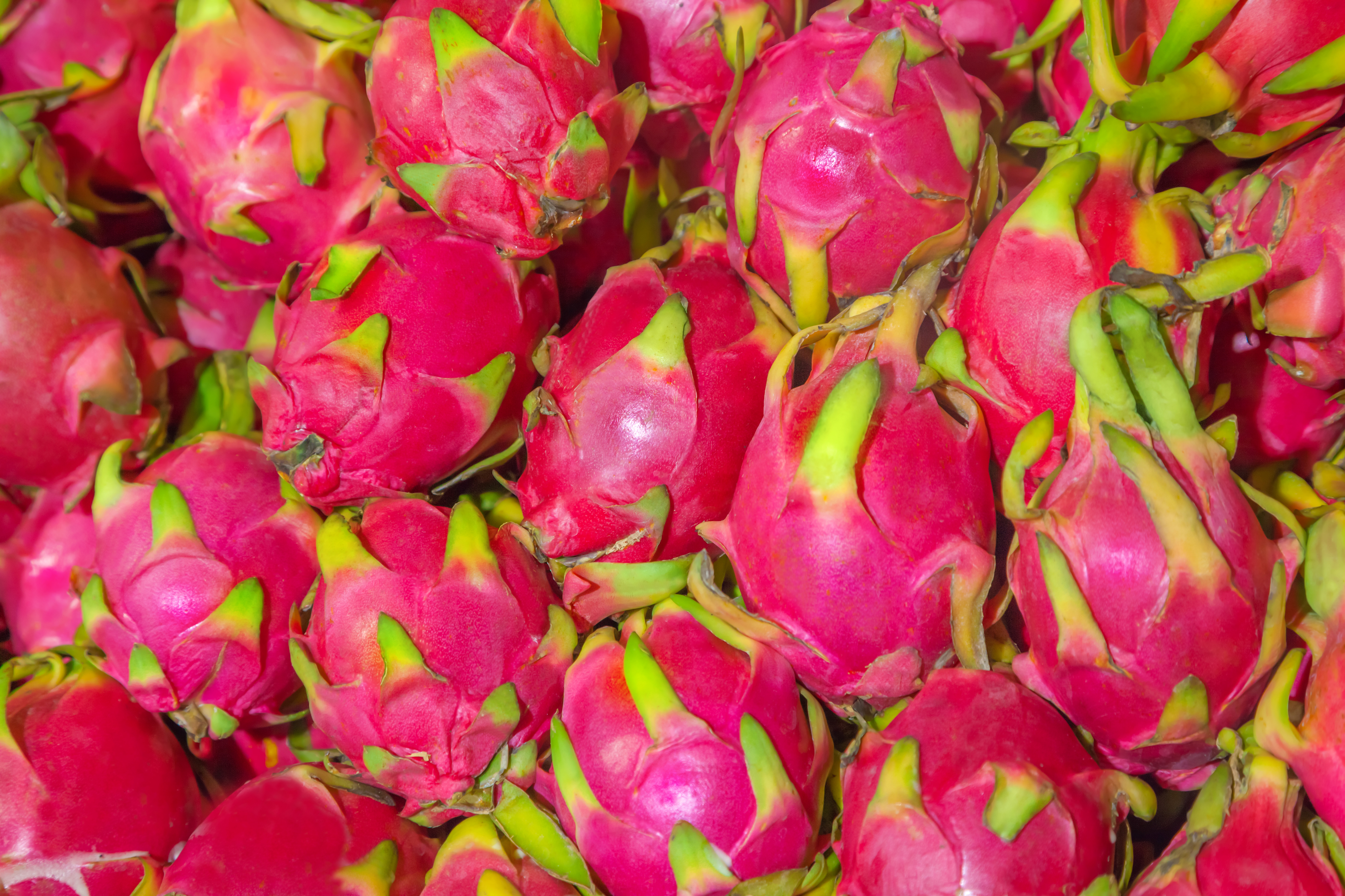 Images Pink color dragon fruit Food Fruit Closeup 5616x3744