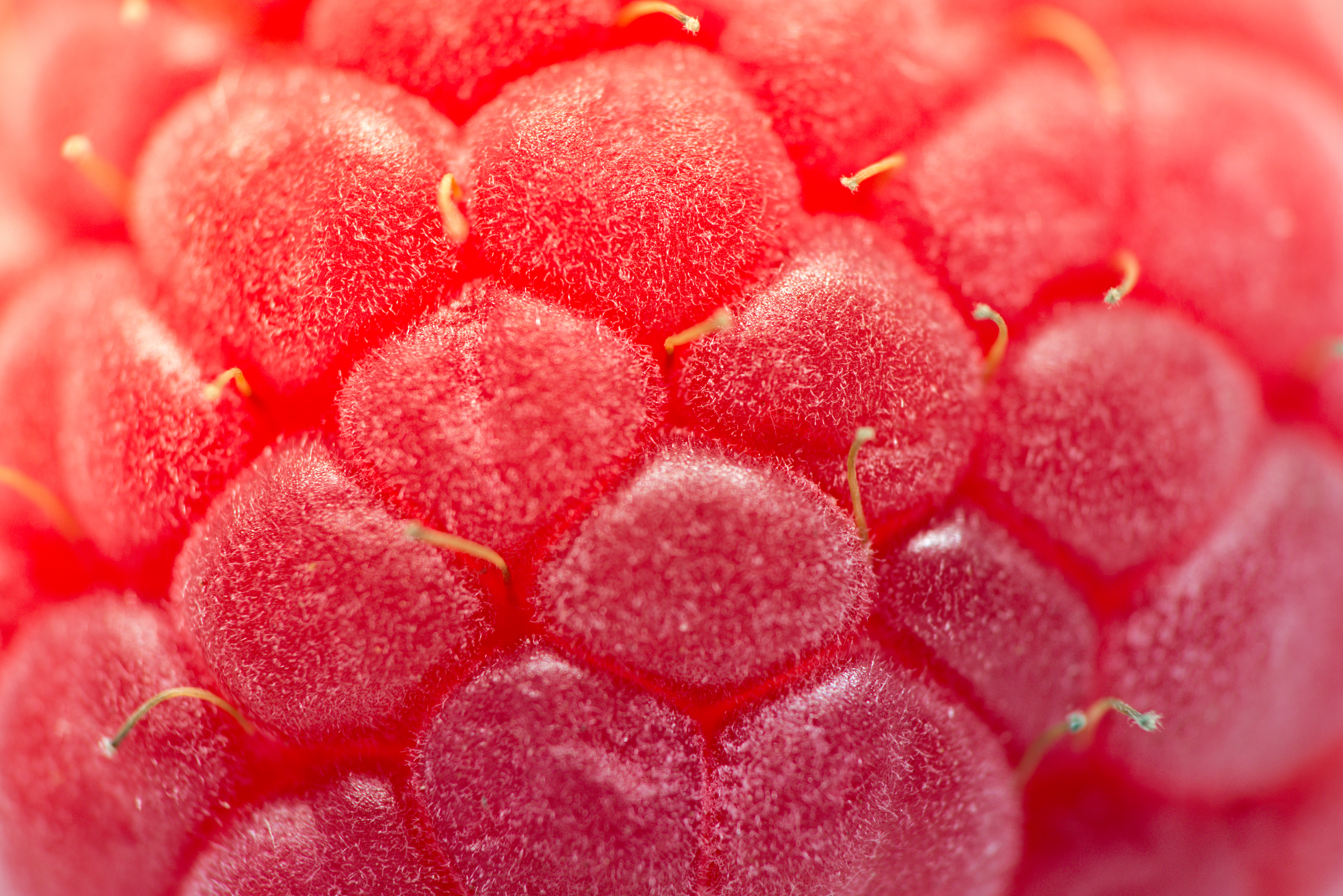 Raspberry close-up | slon.pics - free stock photos and illustrations