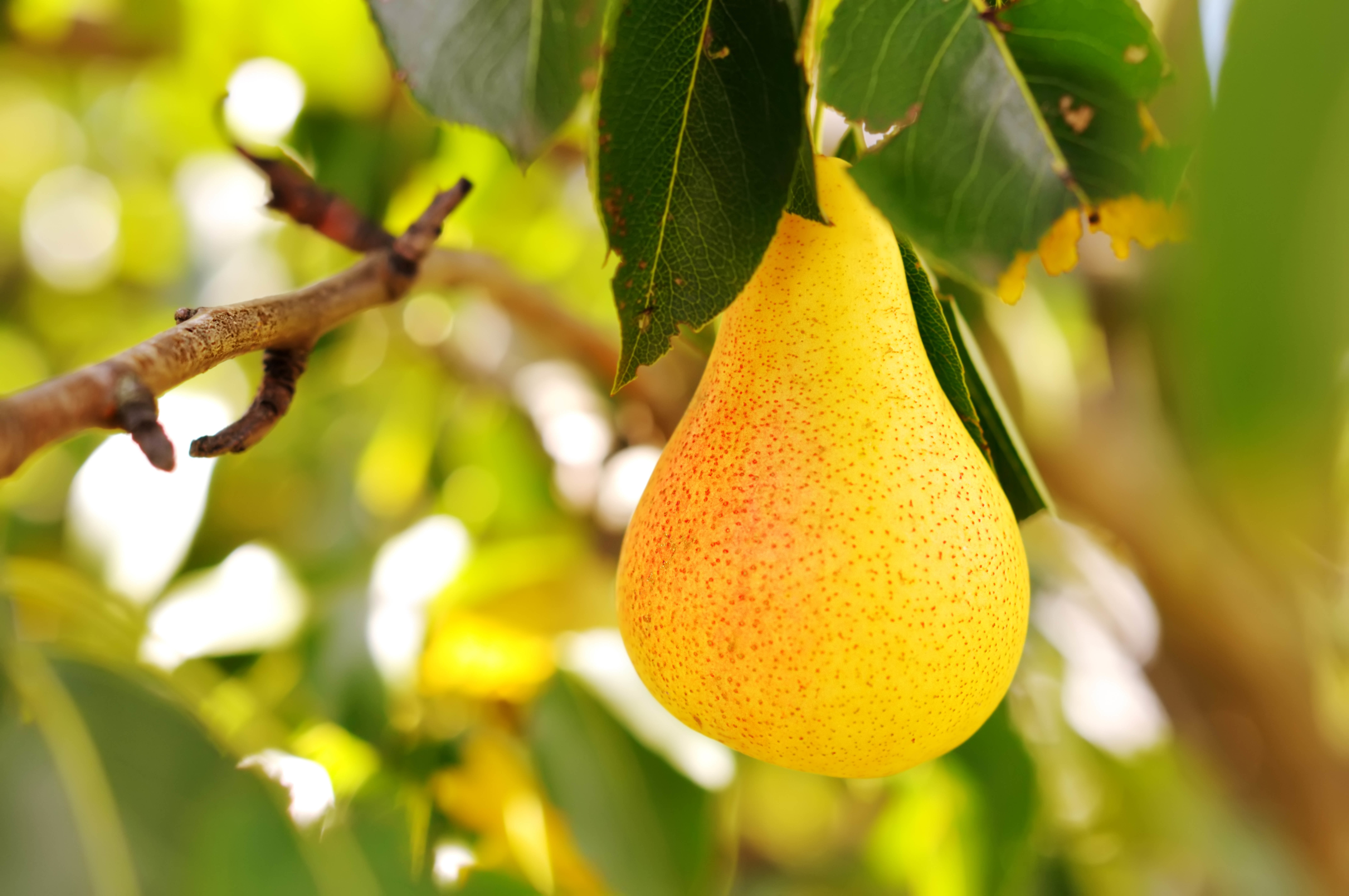 Photos Yellow Pears Food Fruit Closeup 8576x5696
