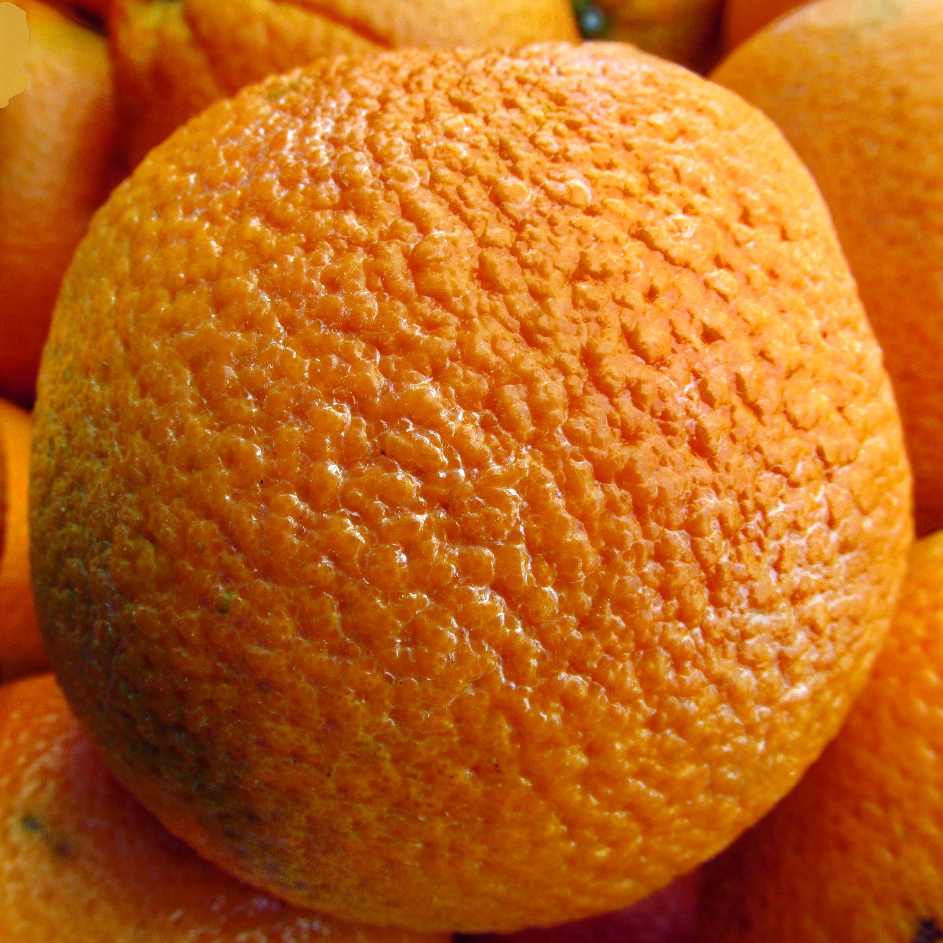 Orange Closeup Free Stock Photo - Public Domain Pictures