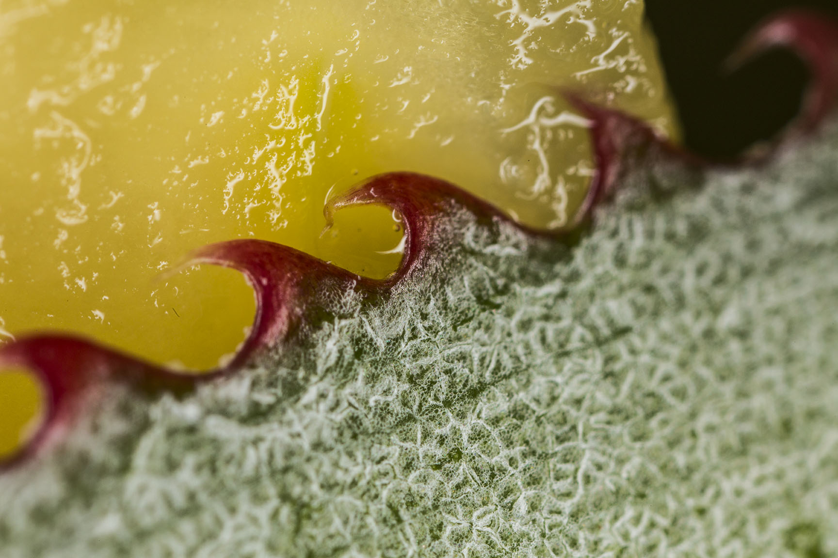 Fruit Closeup