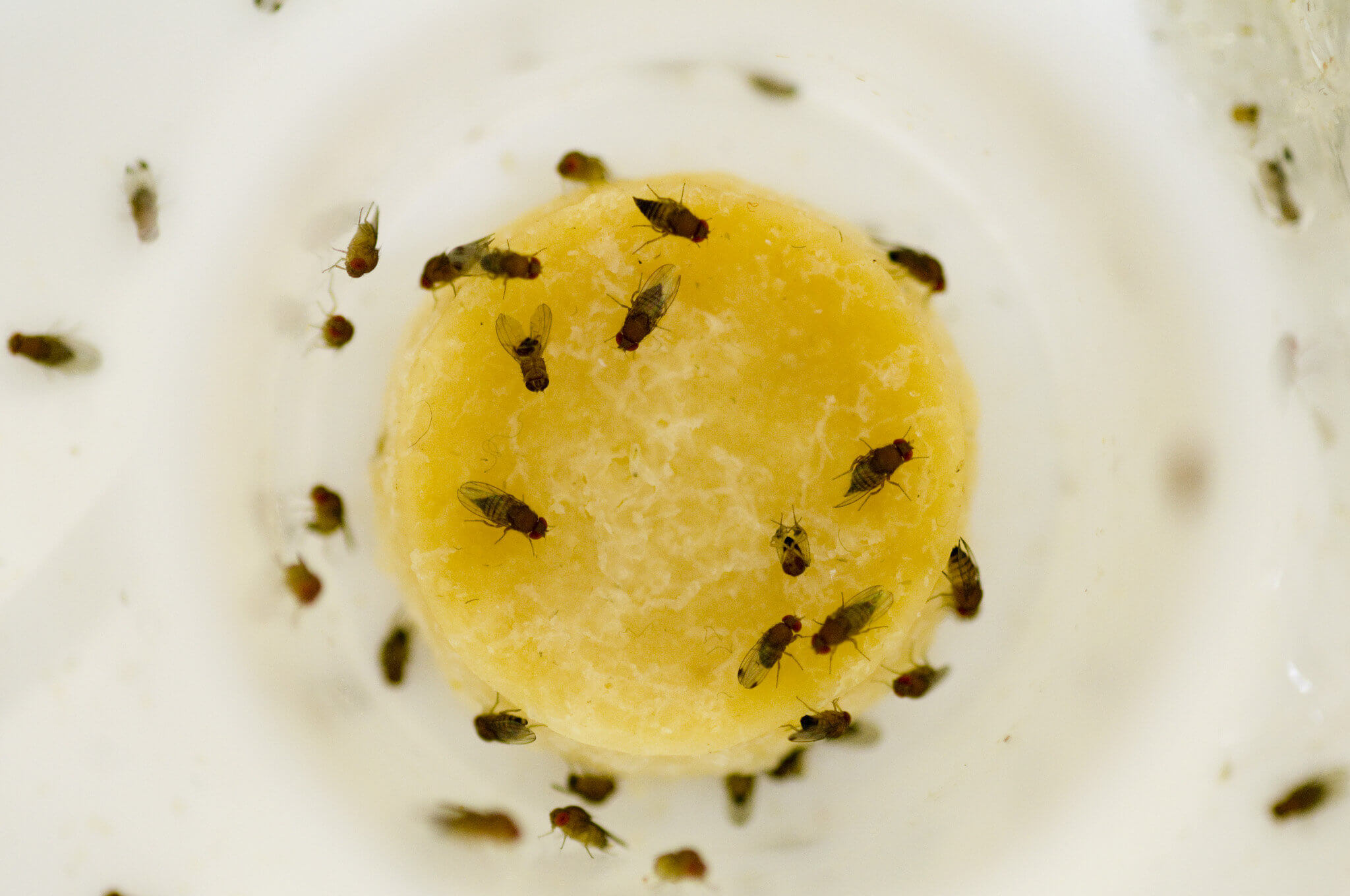 Smart ways to kill fruit flies once and for all | Companion Maids