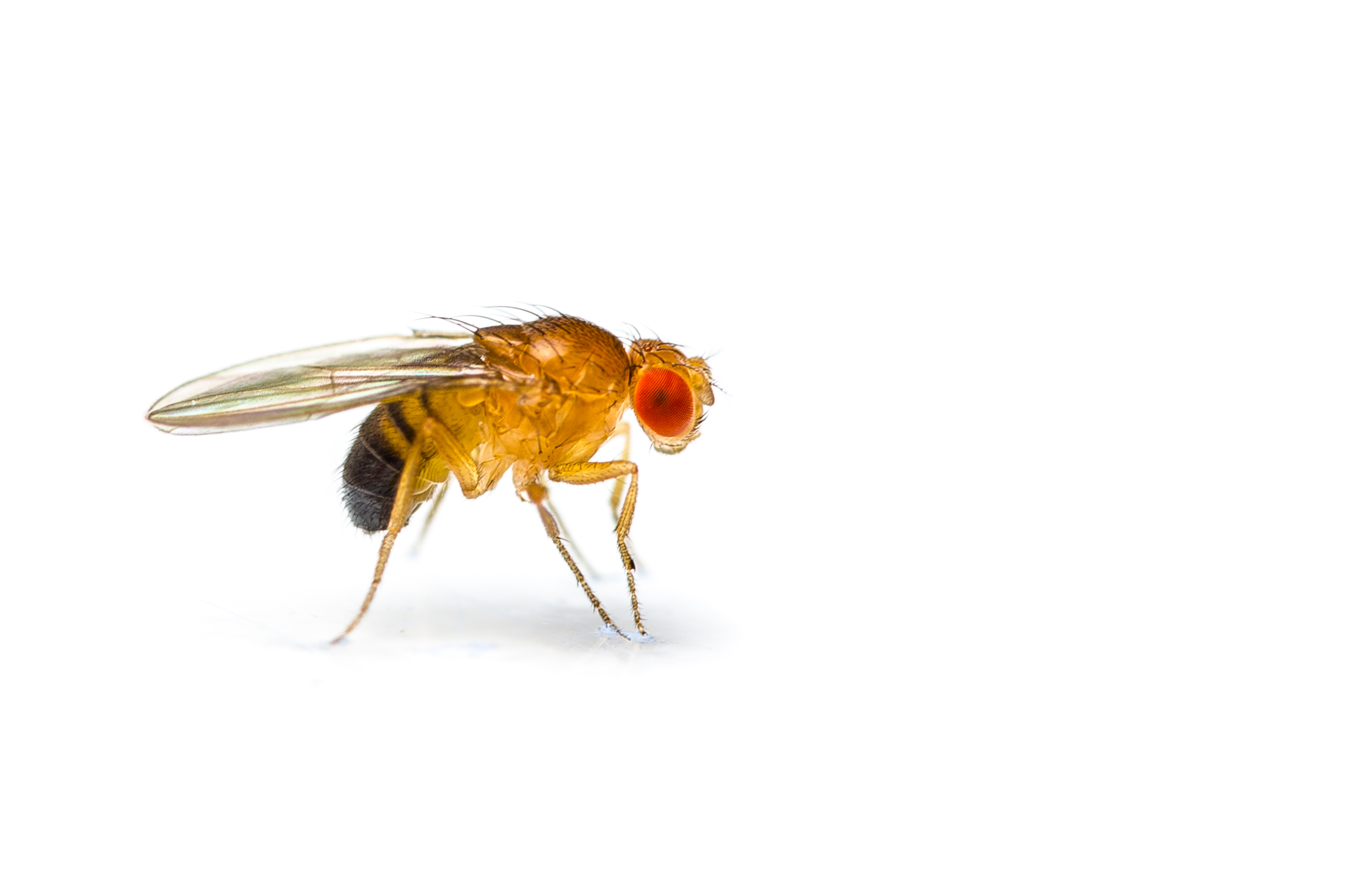 Paralyzable Drosophila (fruit fly) - Scihigh - Lunenfeld-Tanenbaum ...
