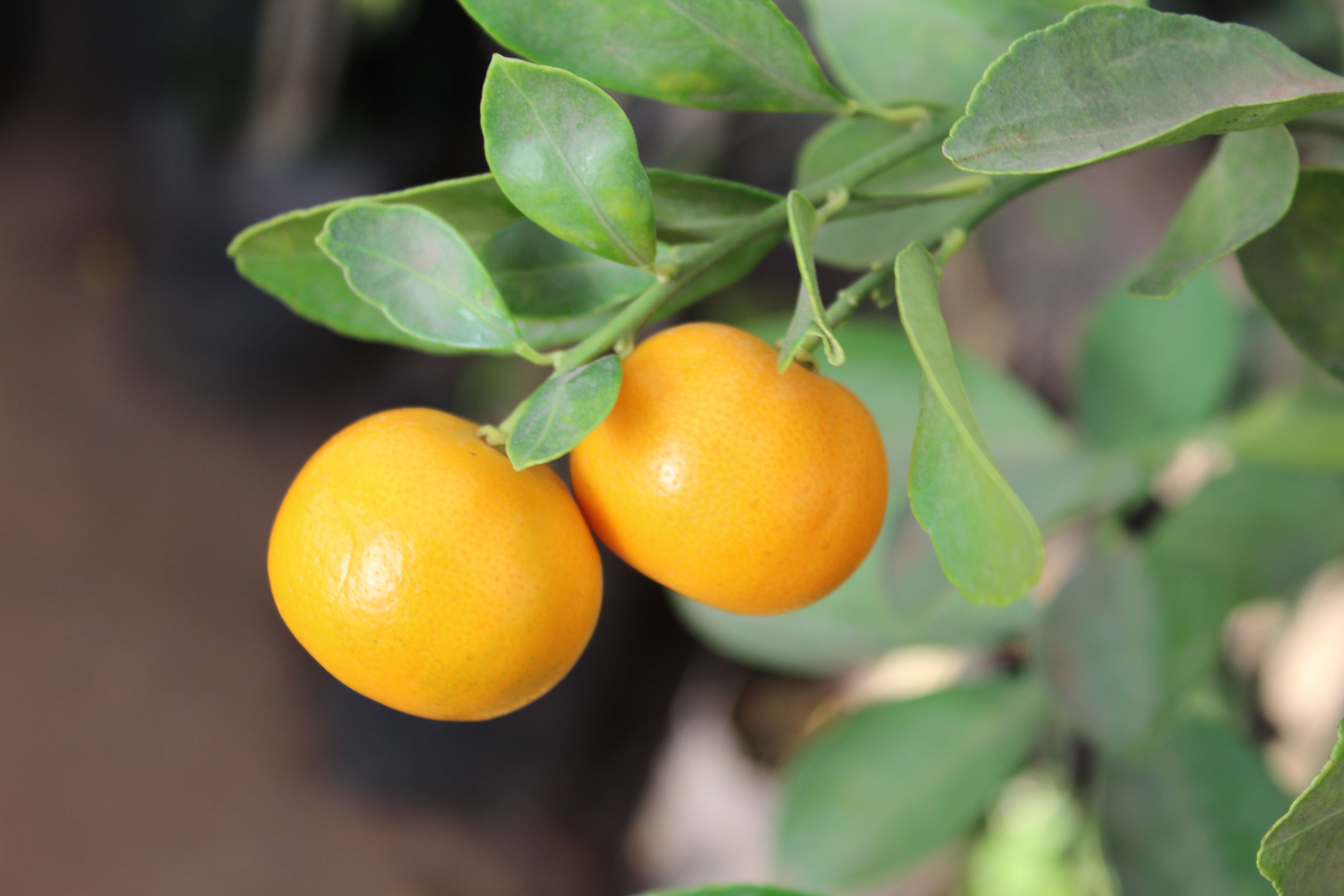 Orange Lime Fruit Plant : Public Domain Pictures