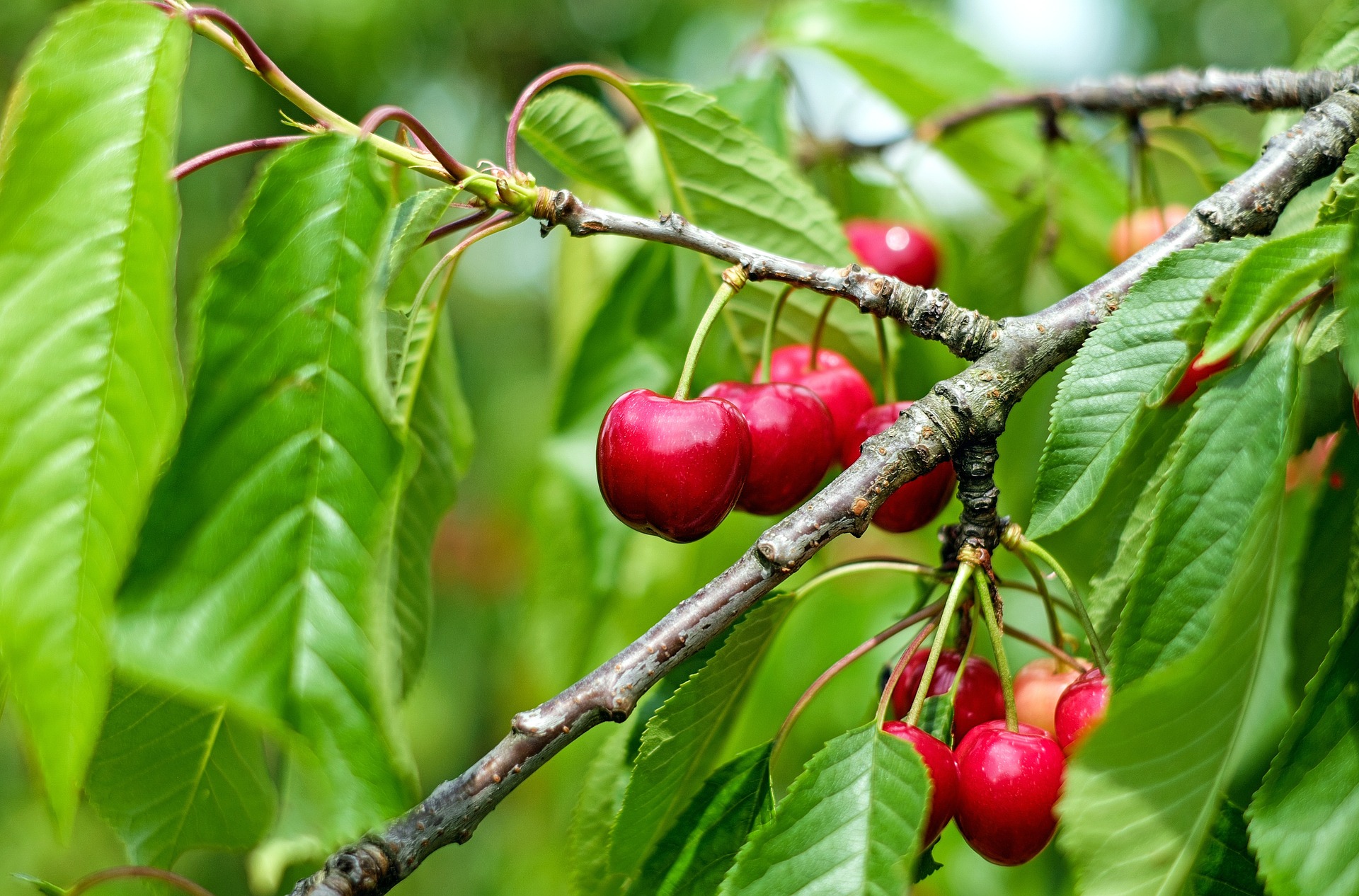 Cherries: How to Plant, Grow, and Harvest Cherries | The Old ...