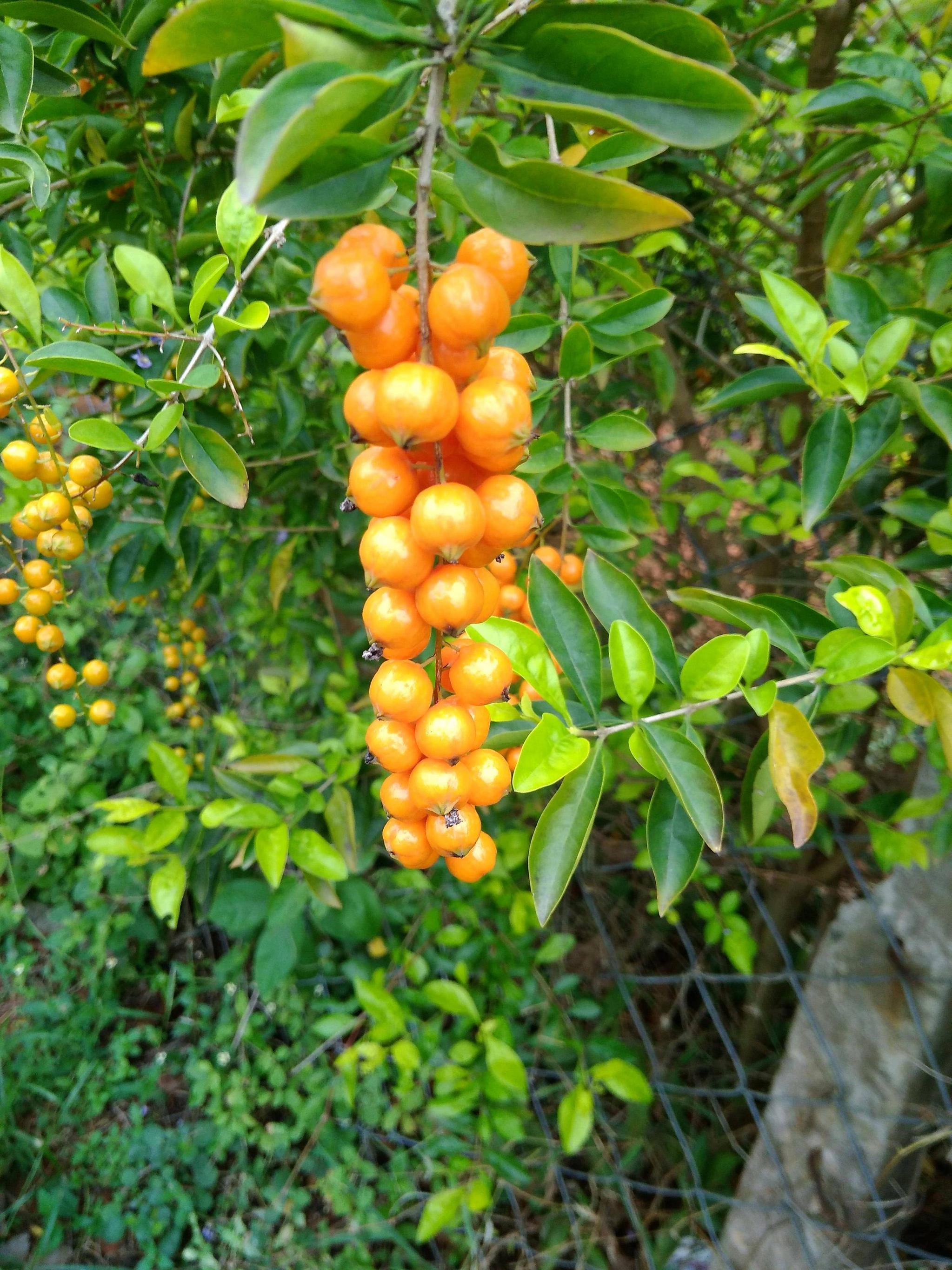 botany - What is the name of this plant with orange fruit clusters ...