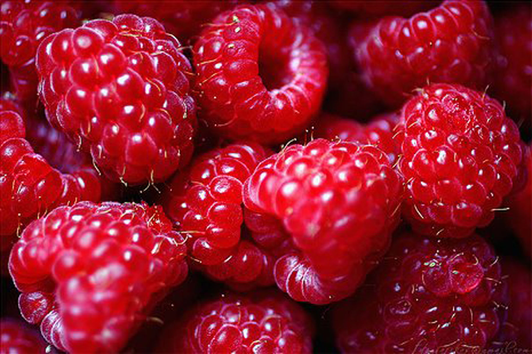 Raspberry Colo HD Wallpaper, Background Images
