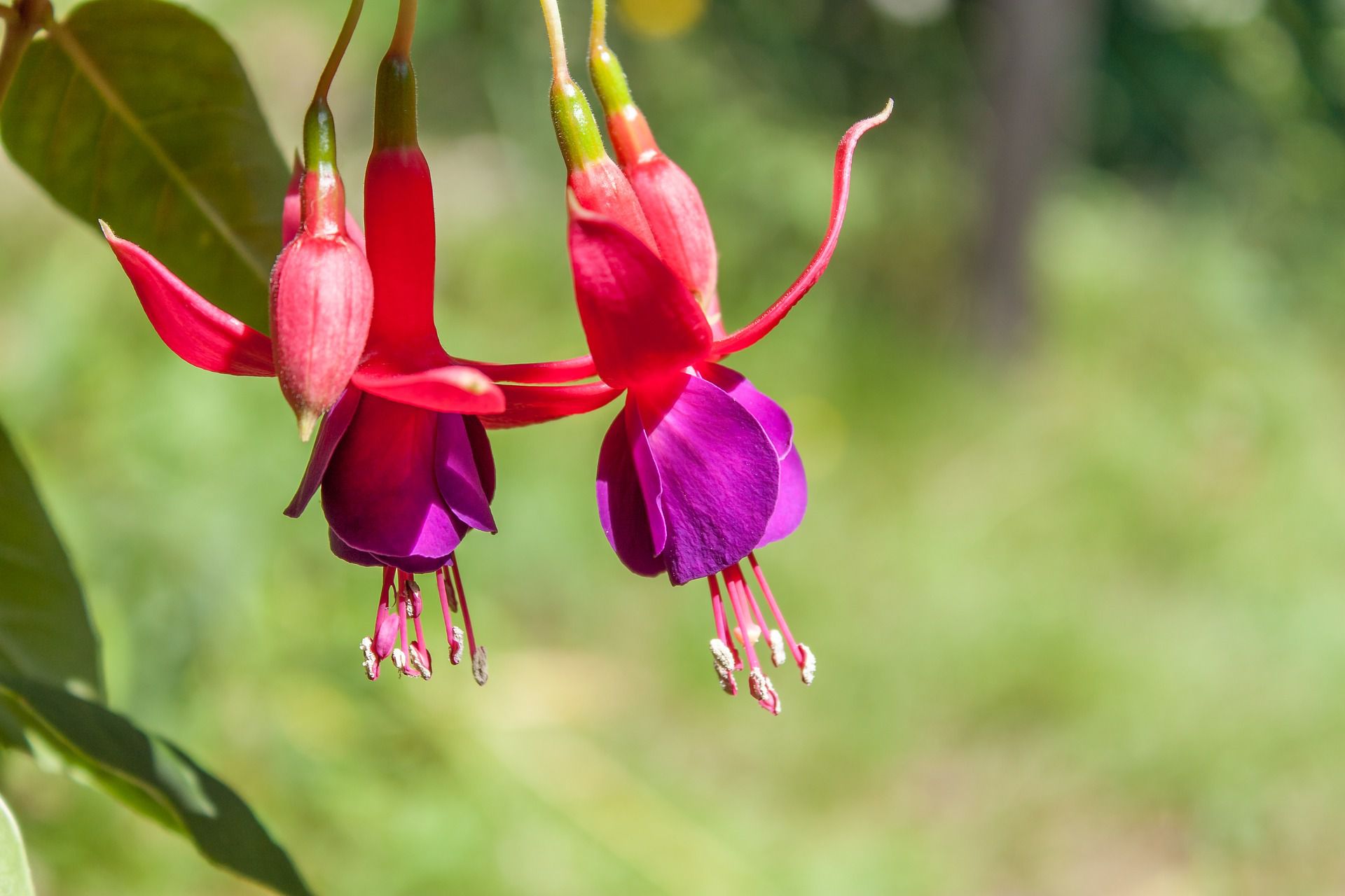 Fuchsia is a Great Container Plant for Shade