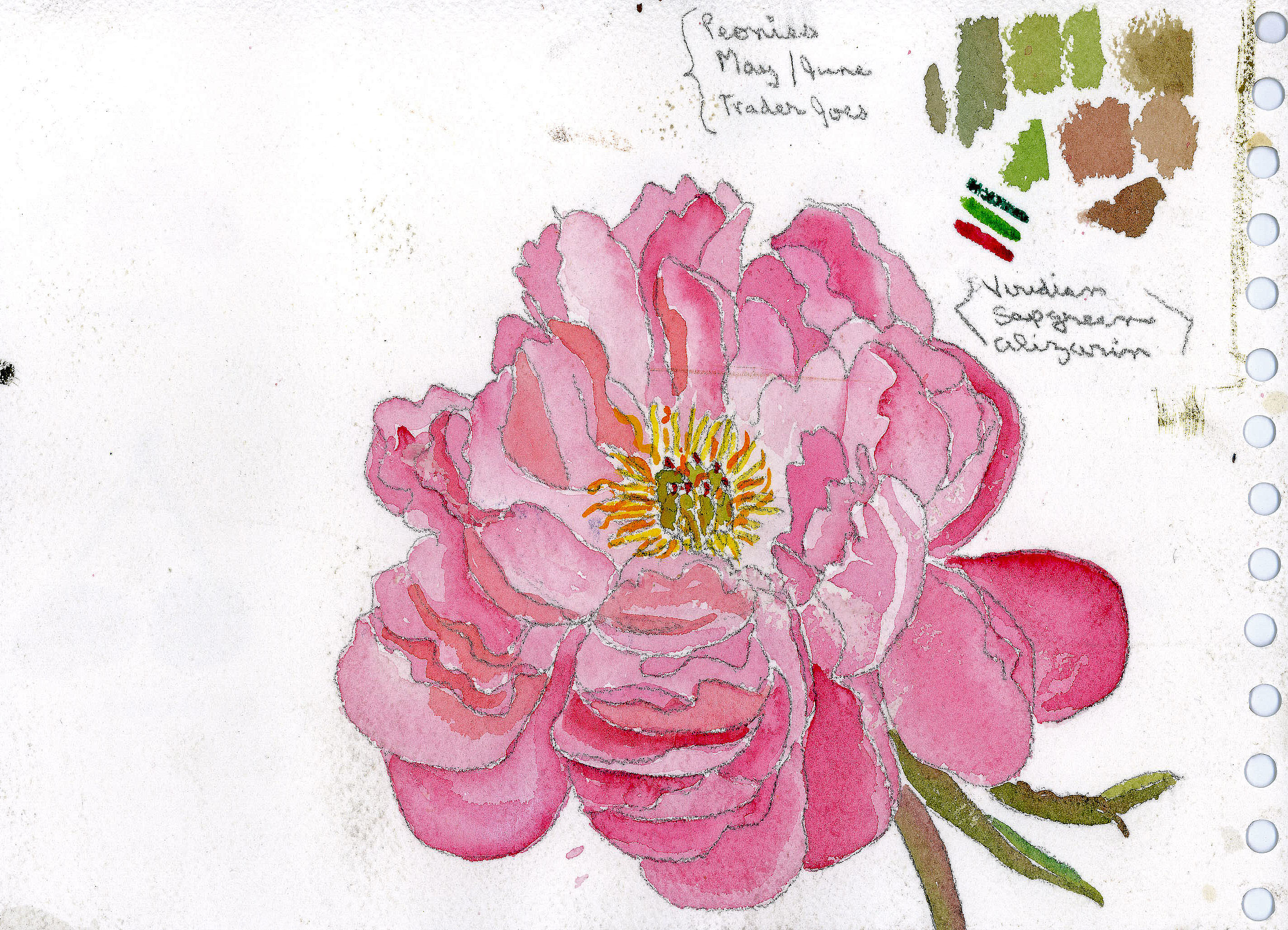 Full Bloom Peony with Color Palette | wings of wonder