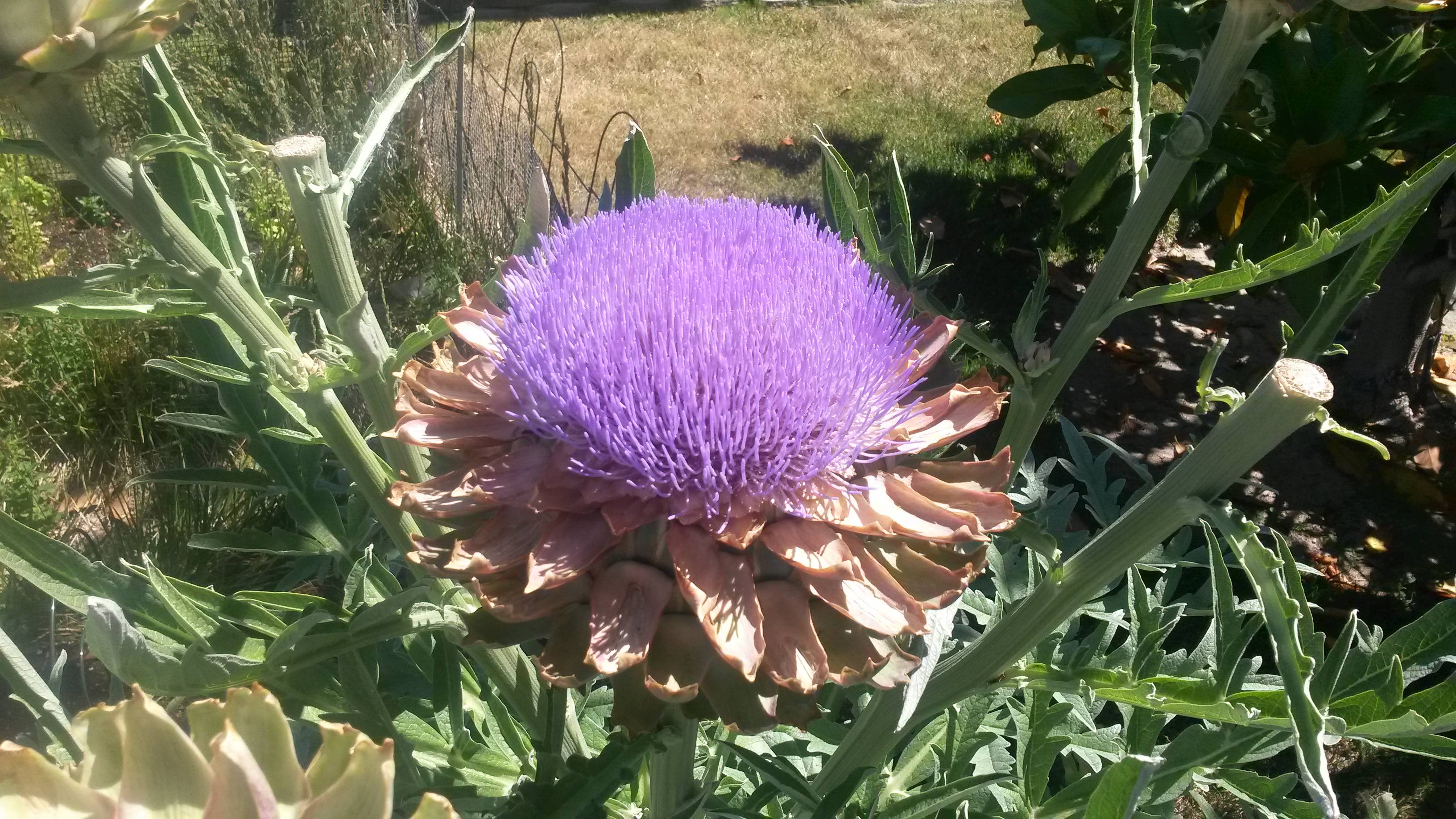 This is what an artichoke looks like if you let it bloom ...