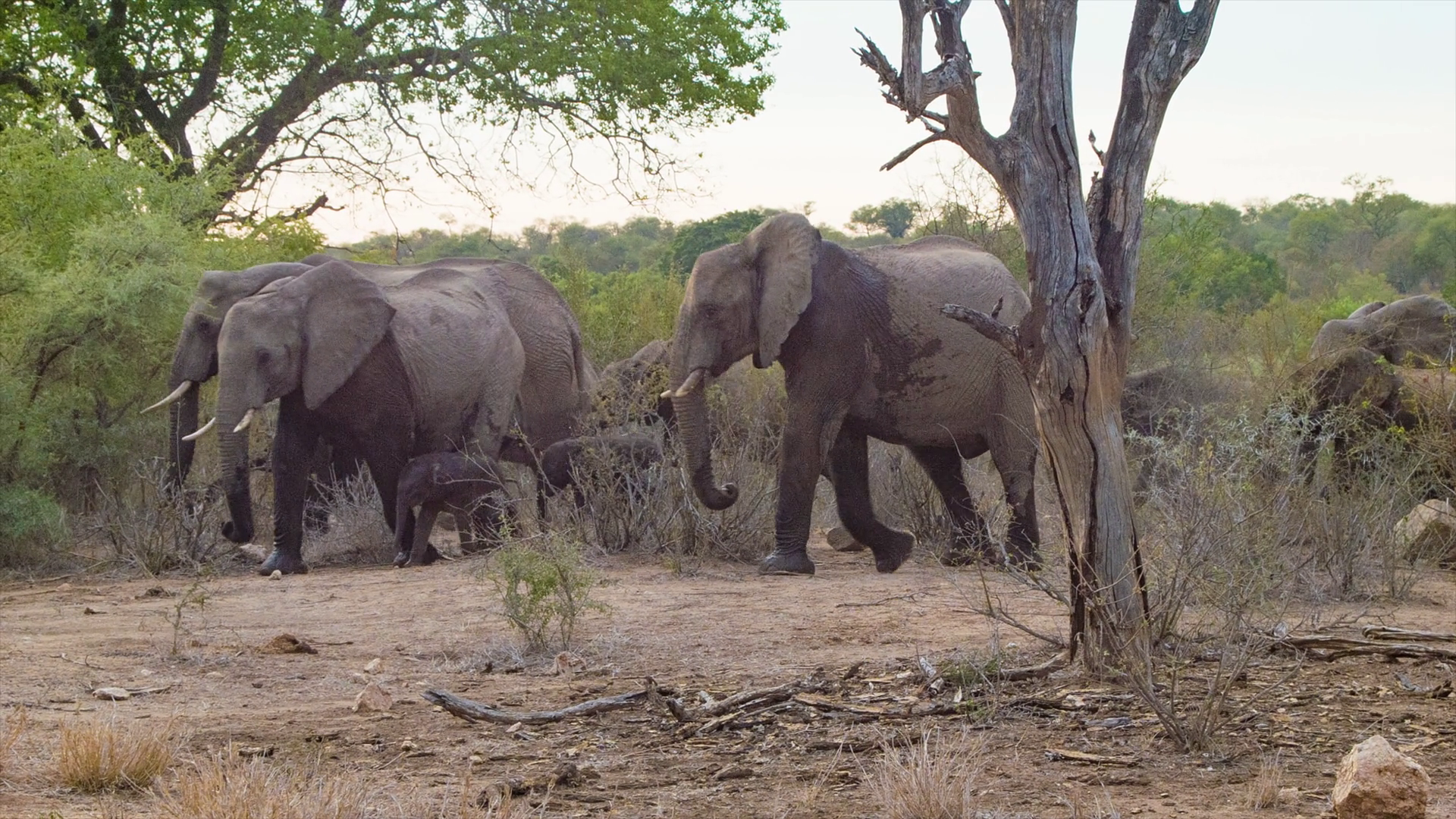 Large African Elephant Herd Walking Through Bushveld with Babies and ...