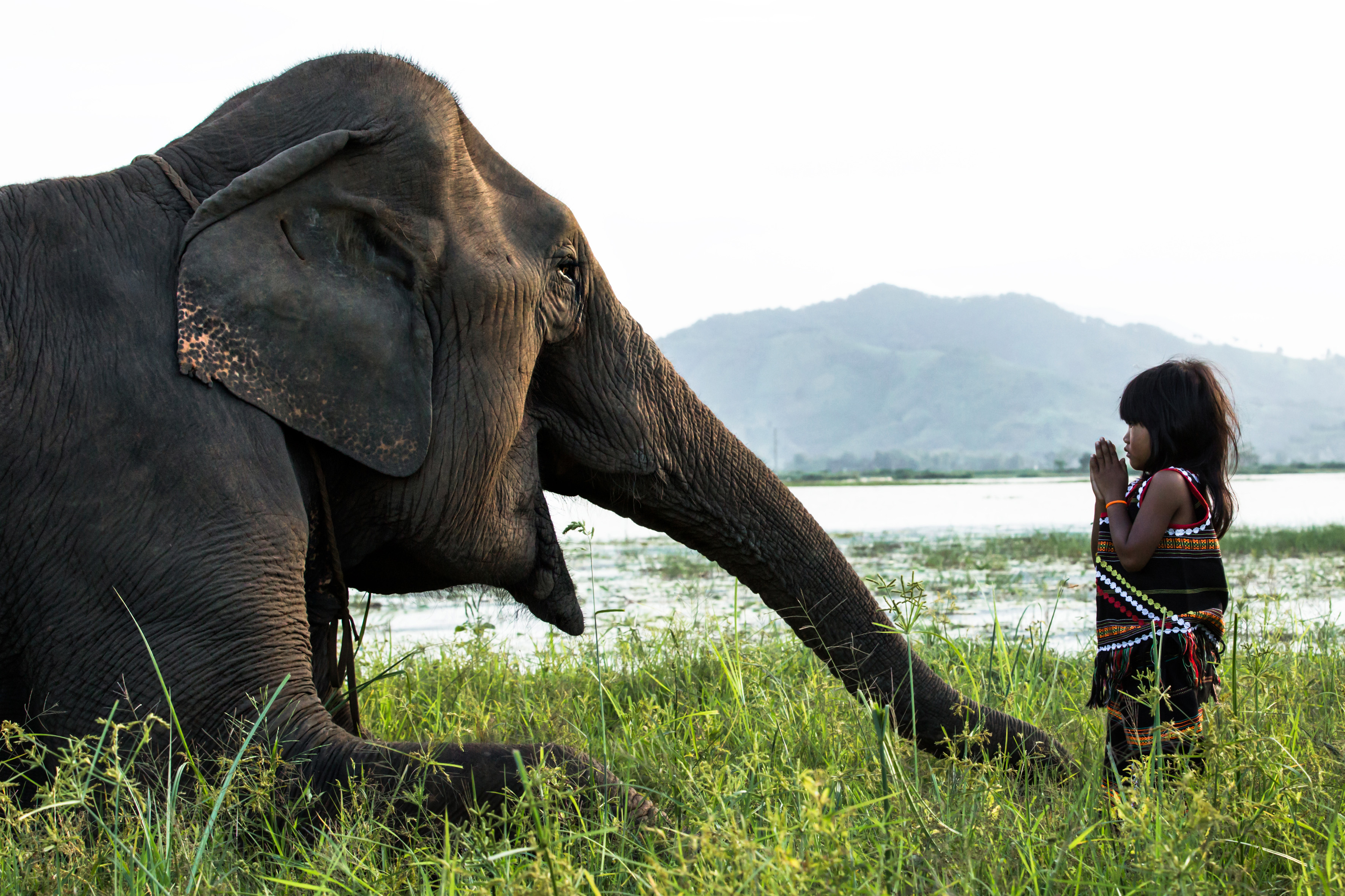 The elephant whisperer: Meet the young girl who has a jumbo-sized ...