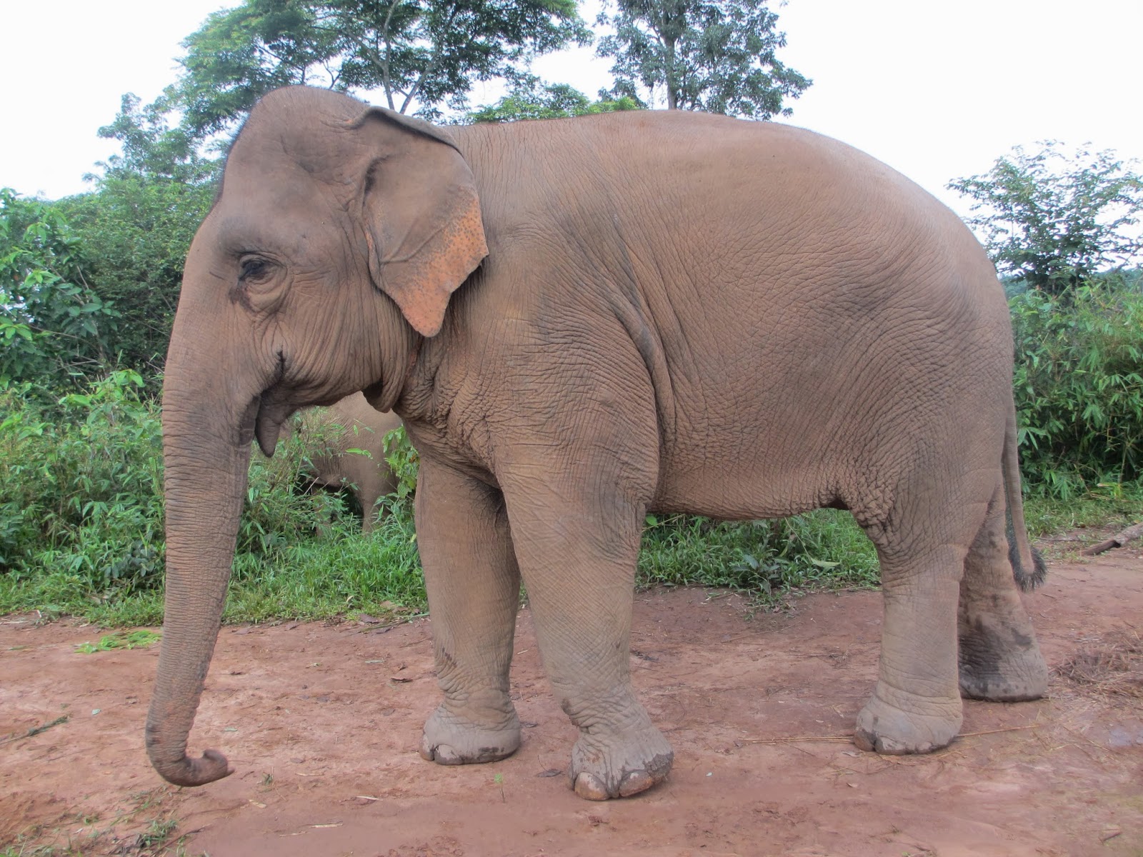 Think Elephants International: February 2014