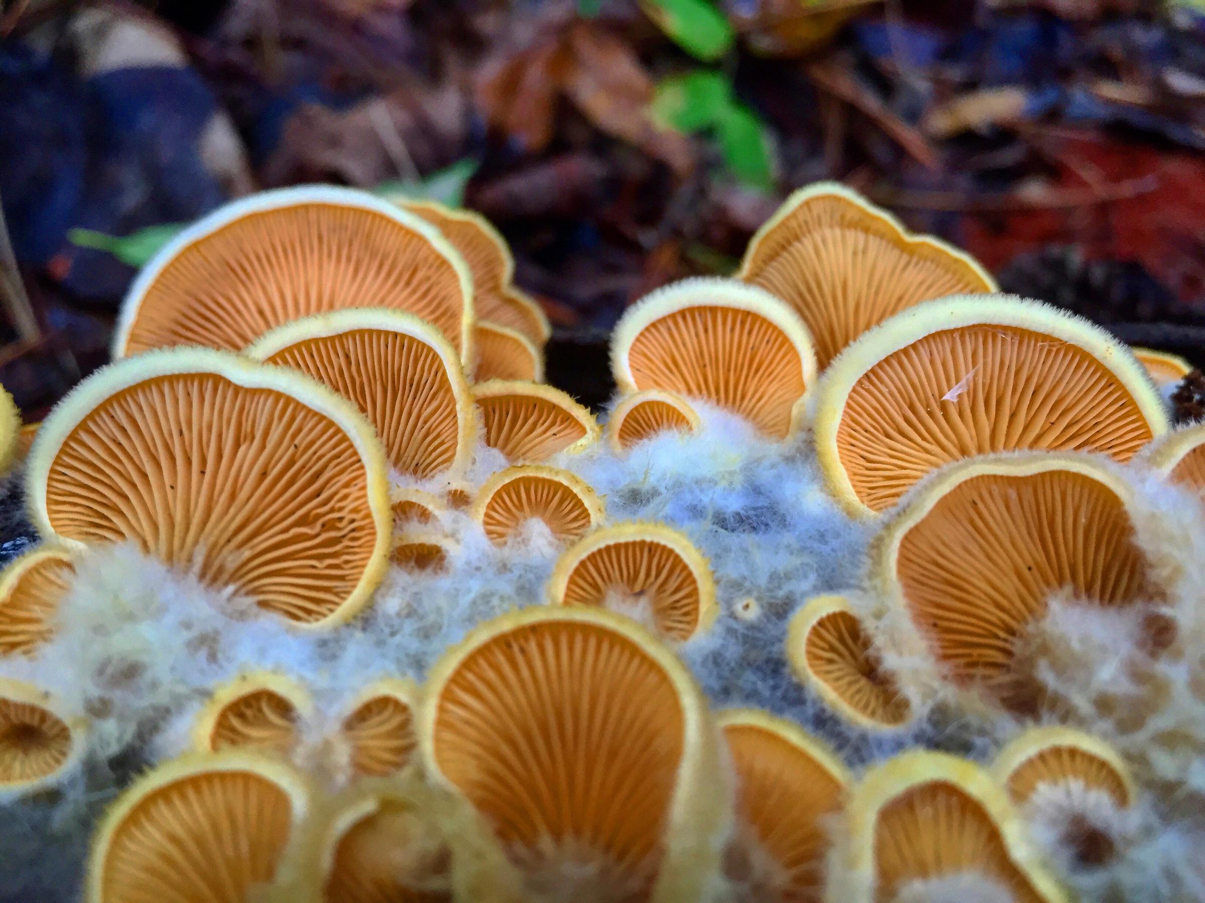 PHOTOS: Discovering The Hidden World Of Fungi In Western North ...