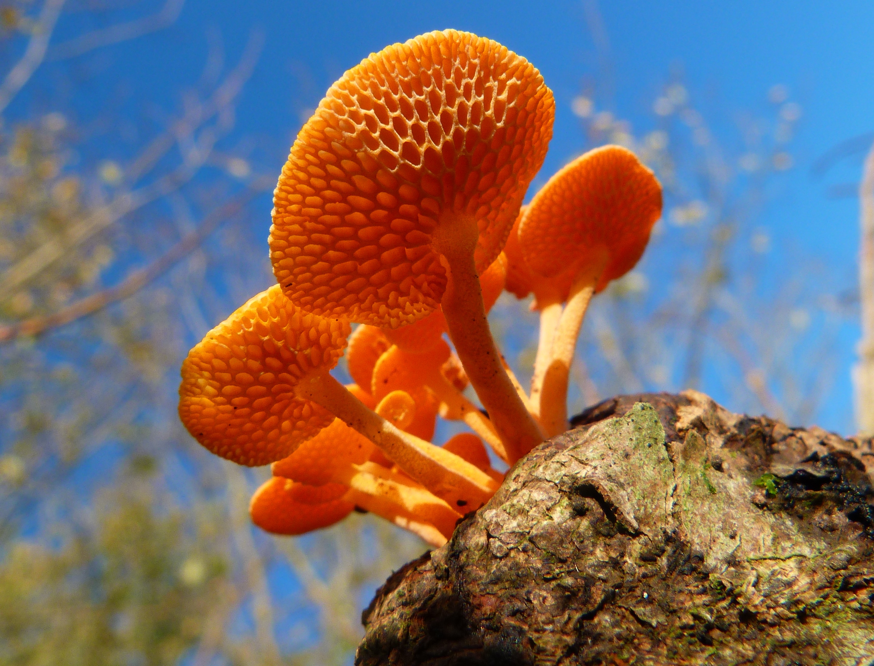 Fungi of Cornwall: the Famous, the Familiar, and the Fantastic | Erccis