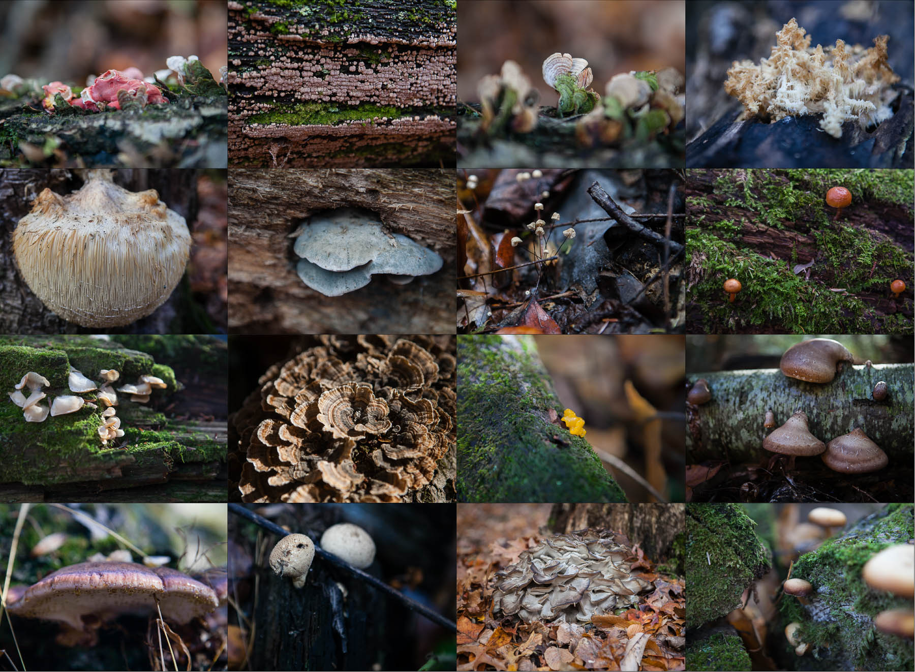 Discovering the hidden world of forest fungi | Chesapeake Bay Program