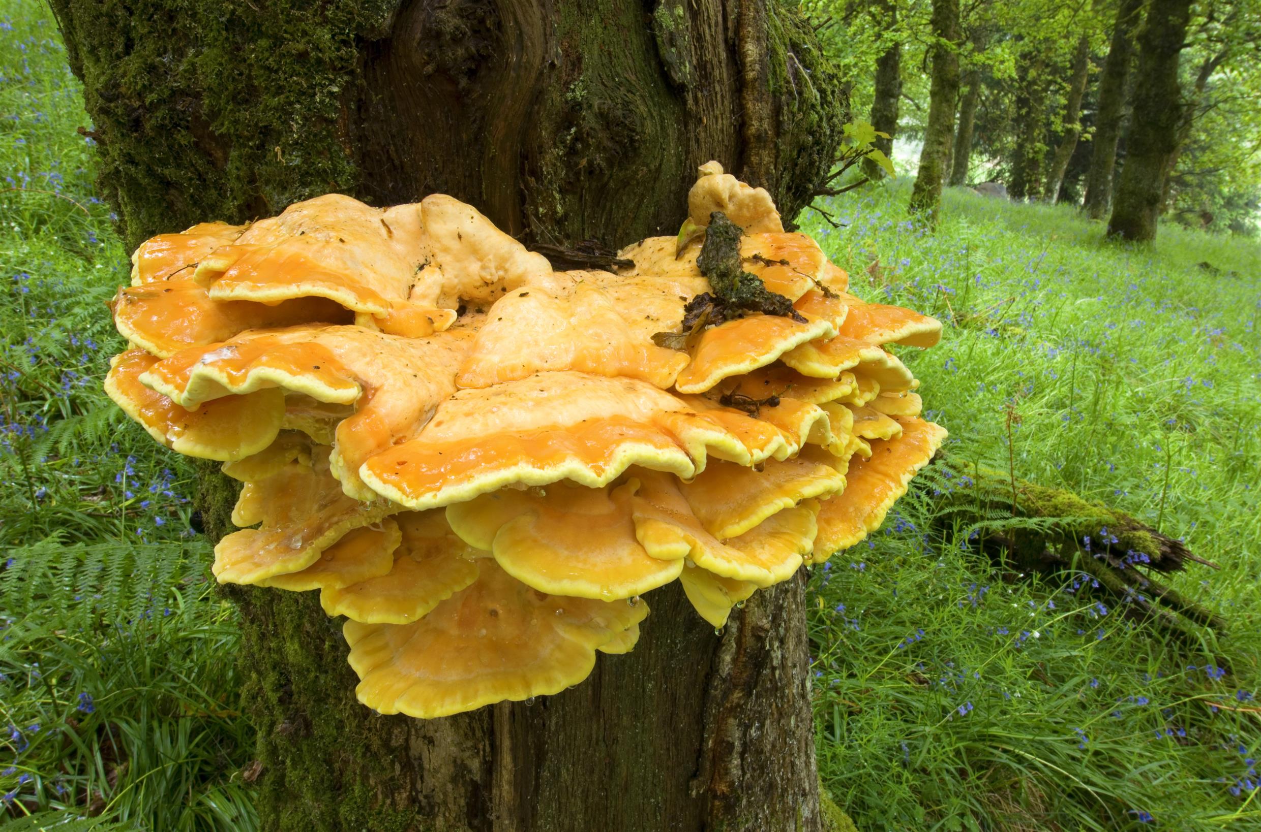 Fungi facts - Scottish Nature Notes - Our work - The RSPB Community