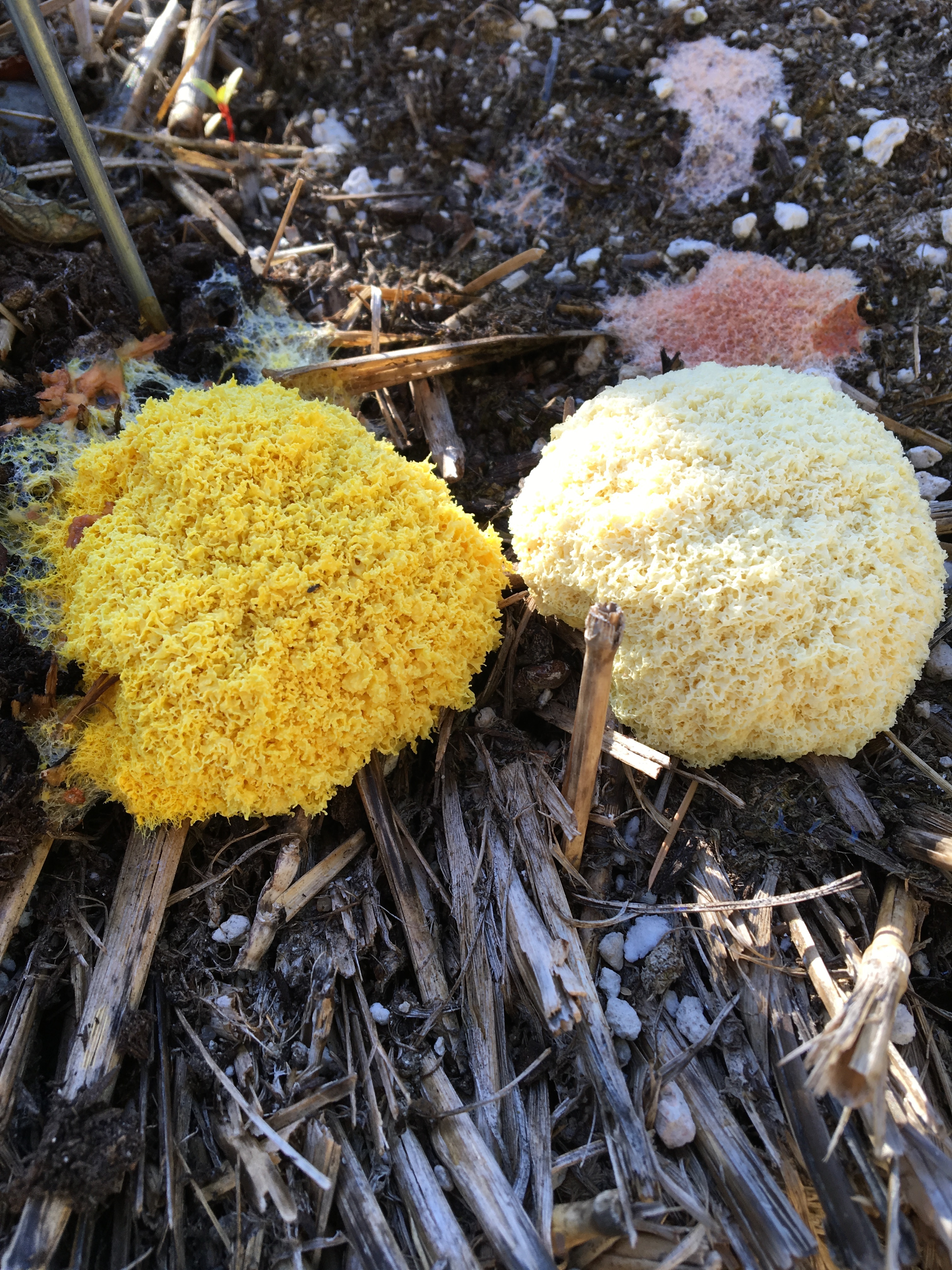 Weird fungus in hay bale garden - Ask an Expert