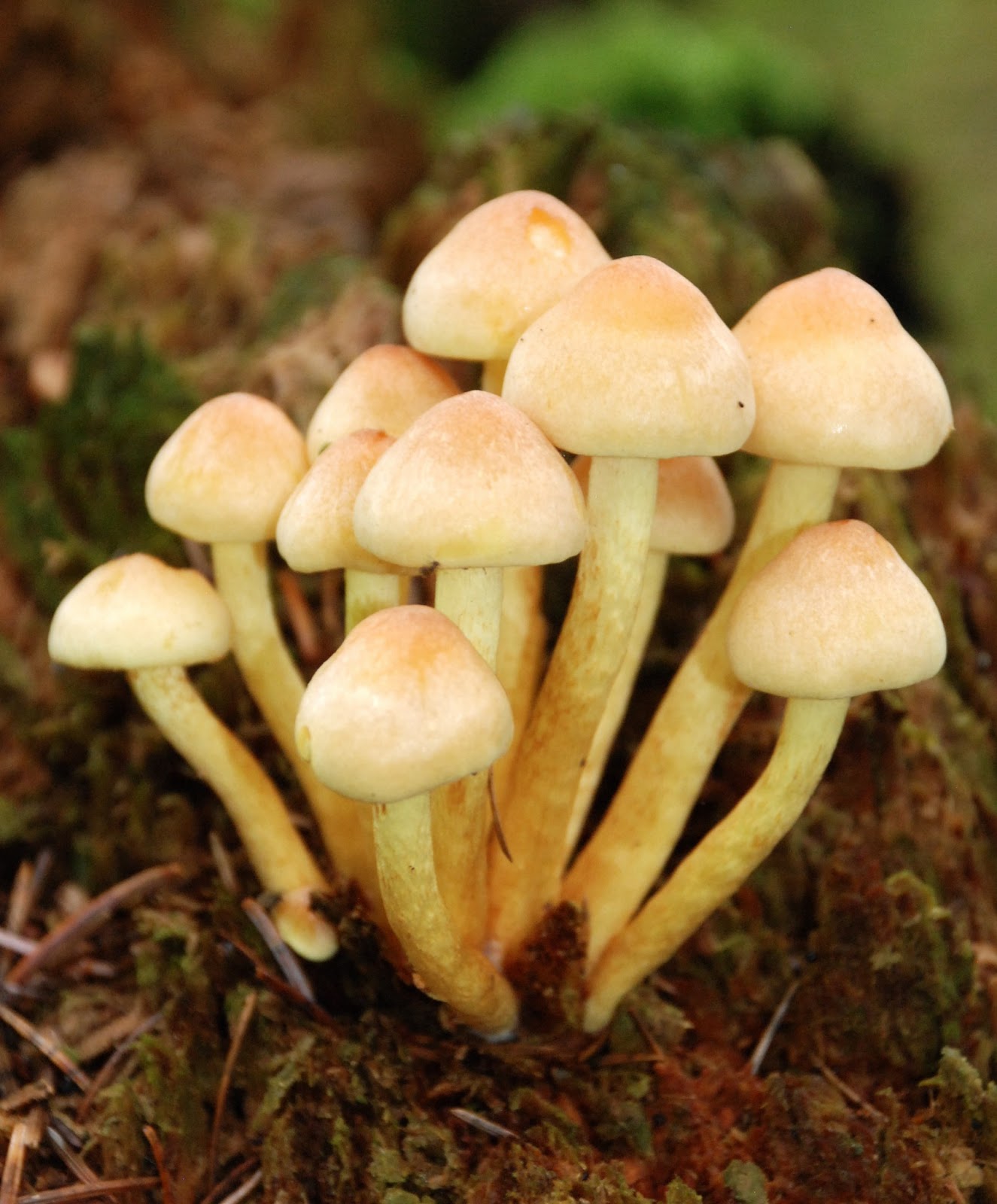 FORESTRY - LEARNING: FUNGI DEFINITION | Fungi are organisms that ...