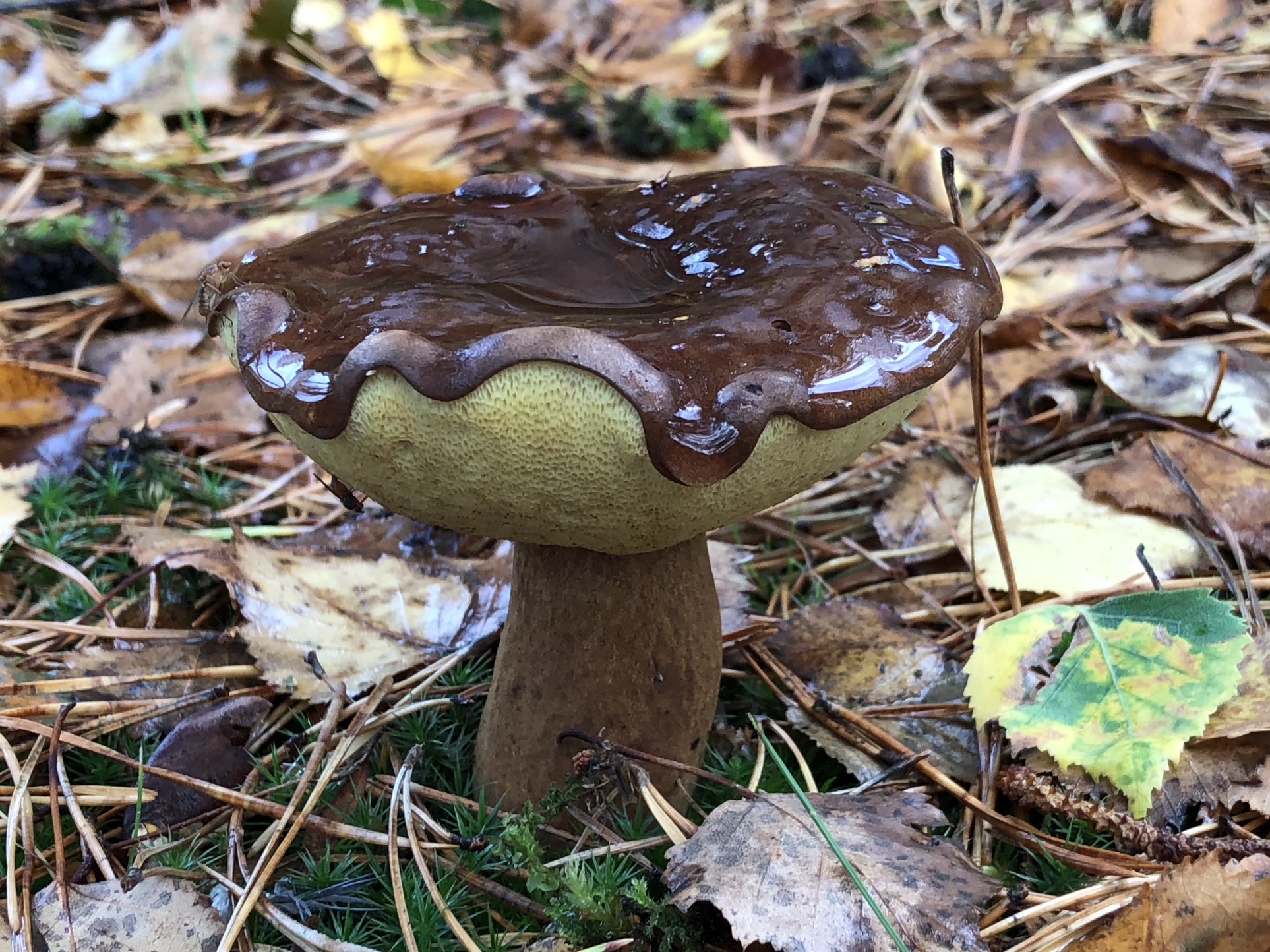 This fungus looks like a chocolate covered donut... : mildlyinteresting