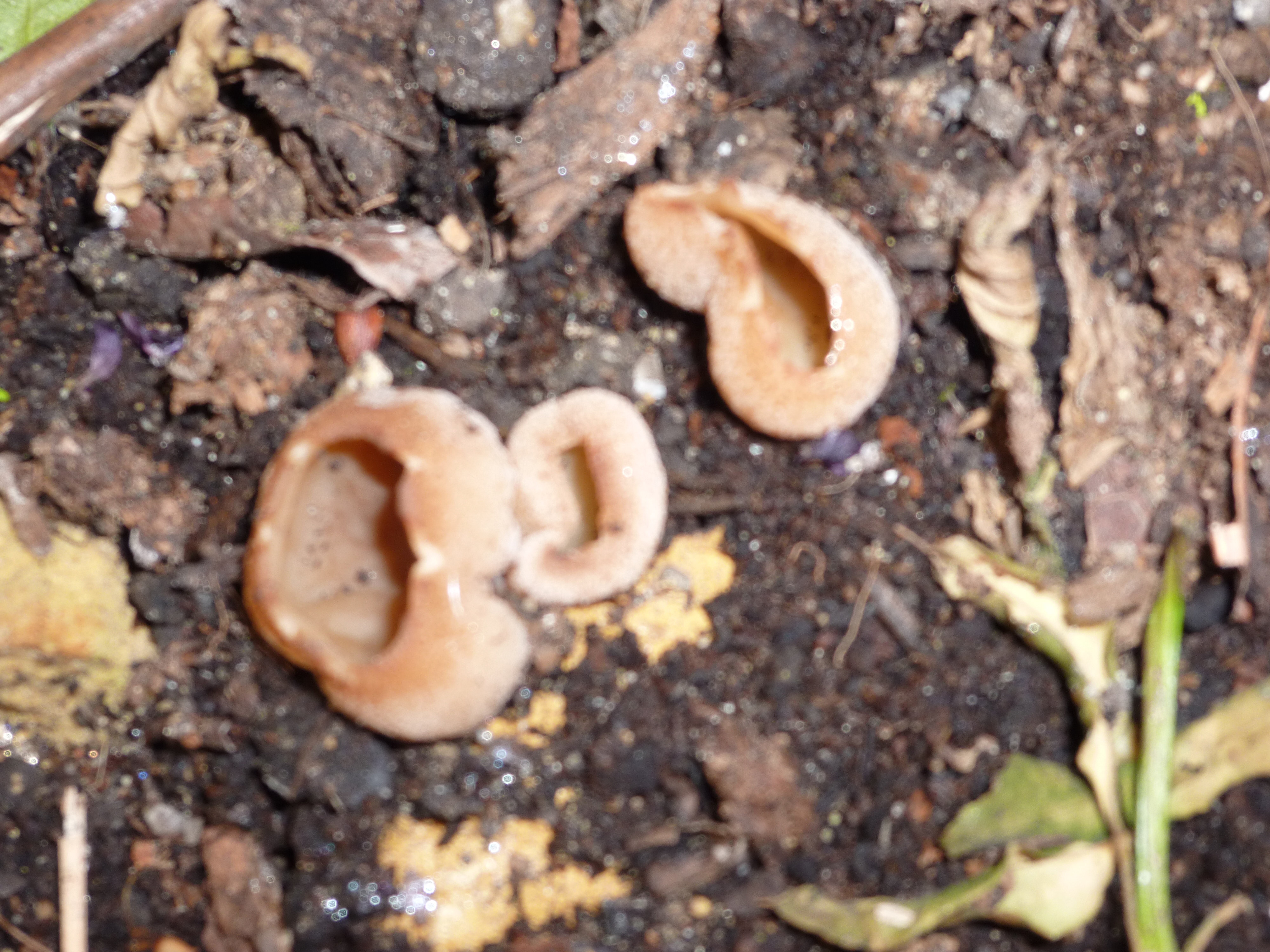 NaturePlus: Weird Fungus - Identification