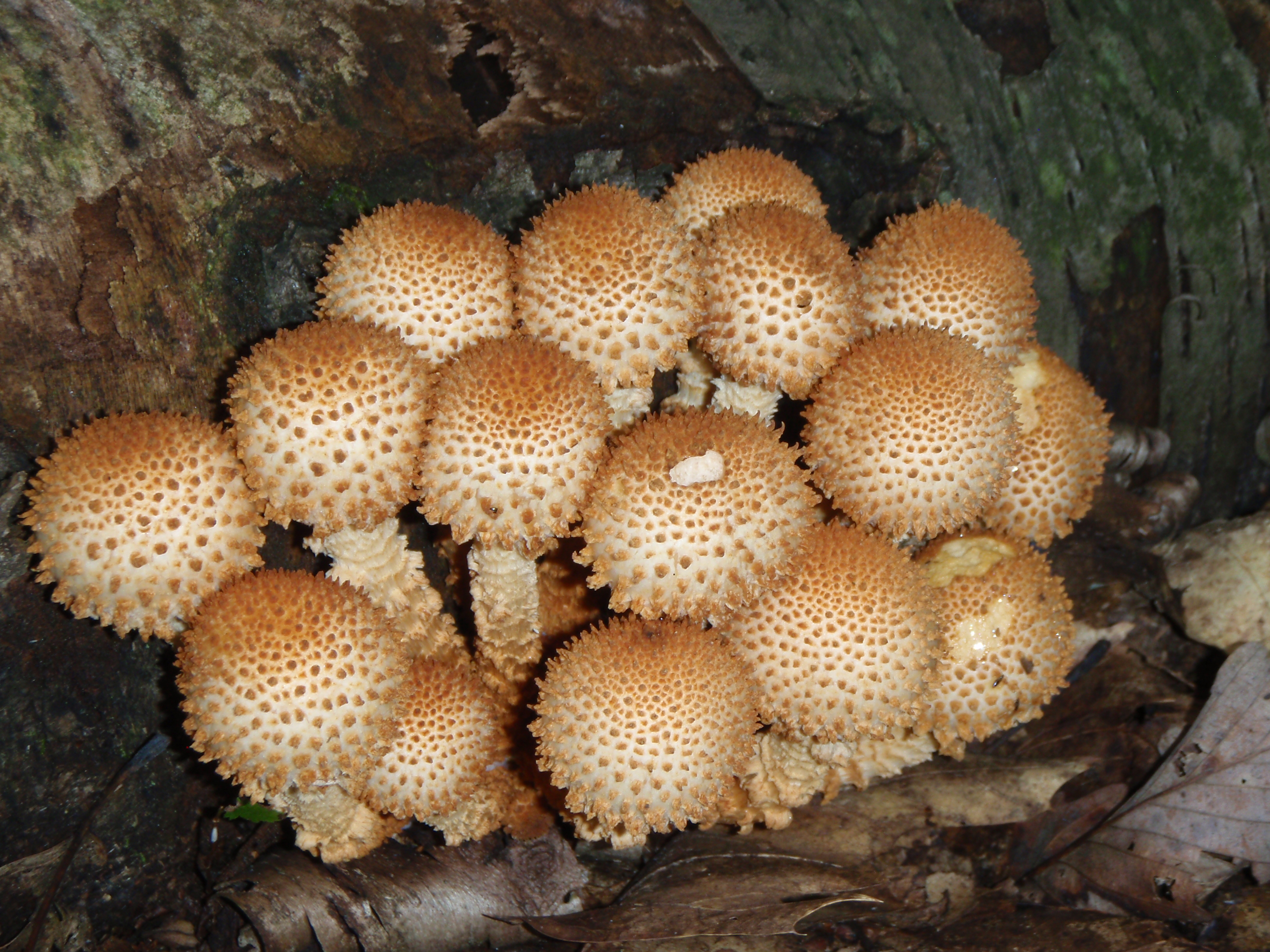 Wild, Wonderful World of Fungus – Wildlife Research & Conservation