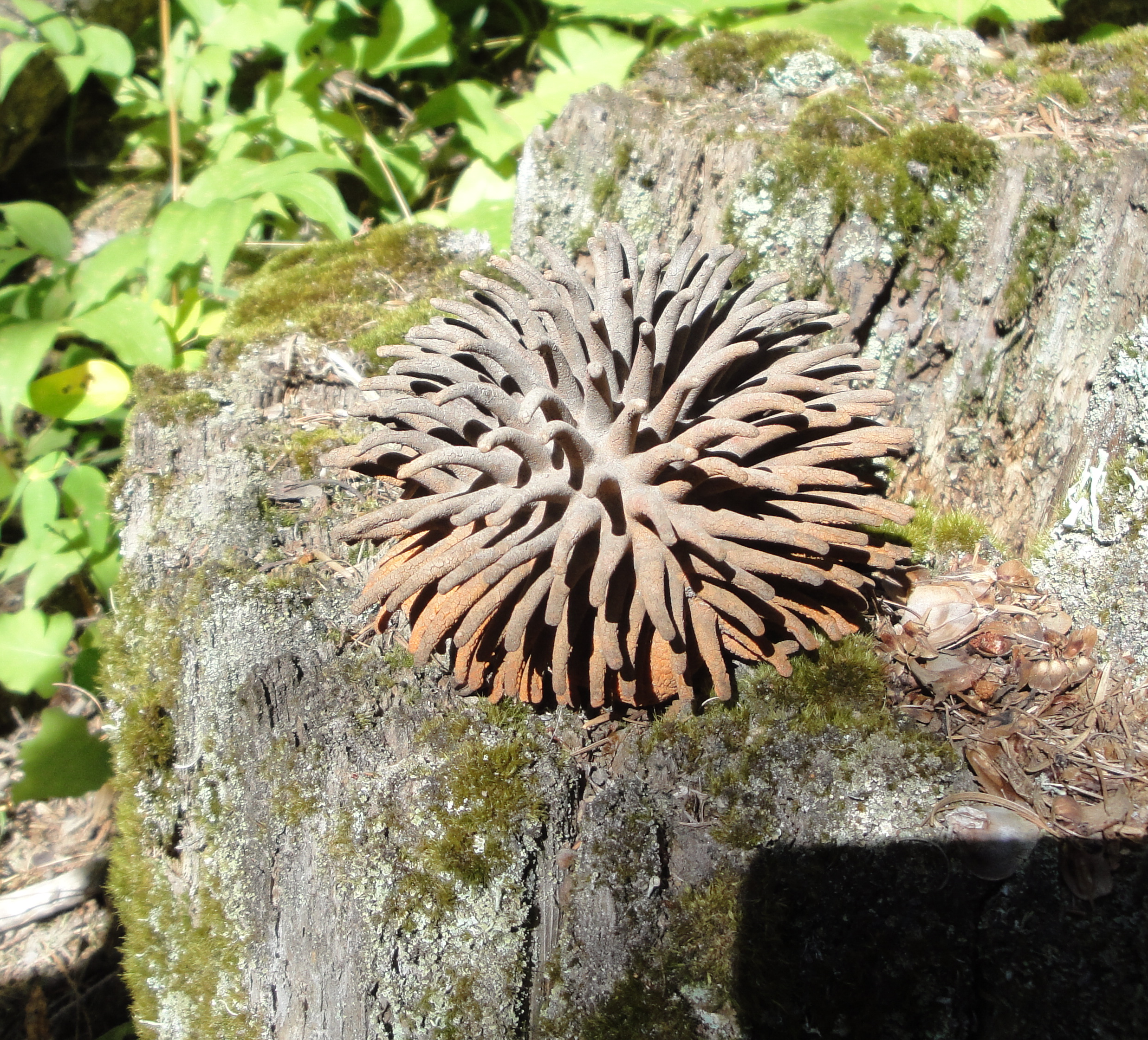 spiky fungus (fungi forum at permies) | for ceramic sculptures ...