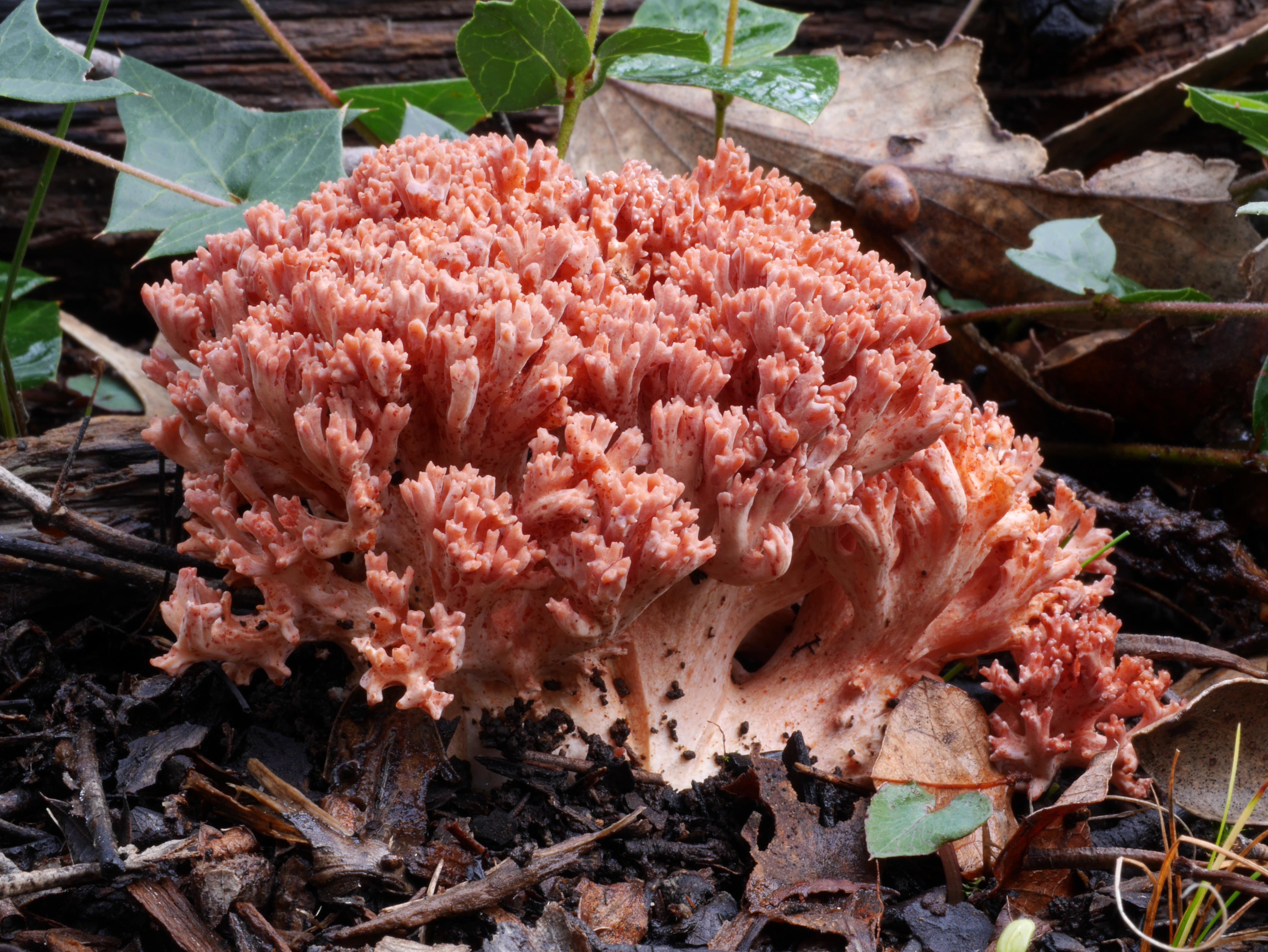 5 fungi you'll find in the Adelaide Hills - Good Living
