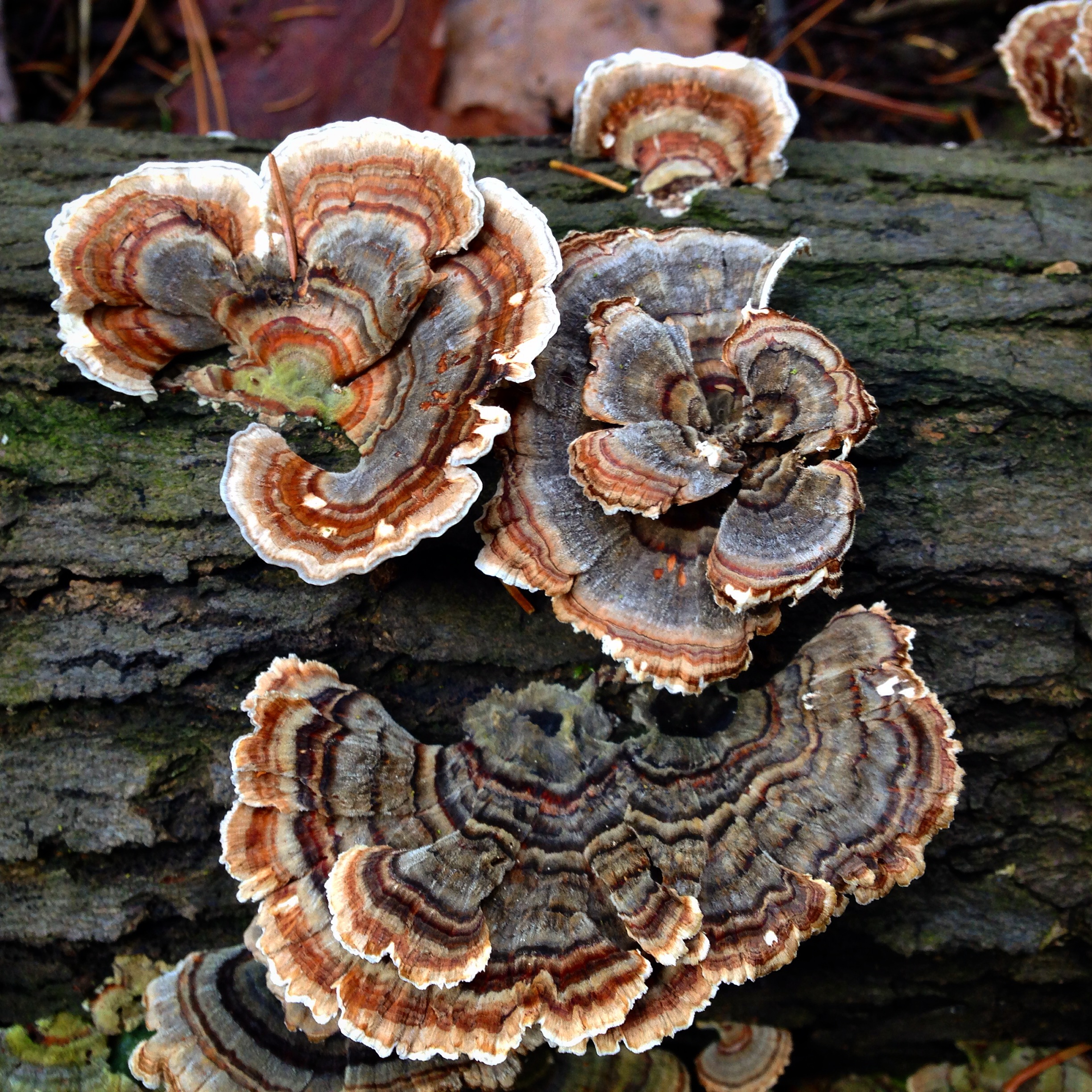 Turkey tail fungi: Nature's recycling enthusiasts | The St. Lawrence ...
