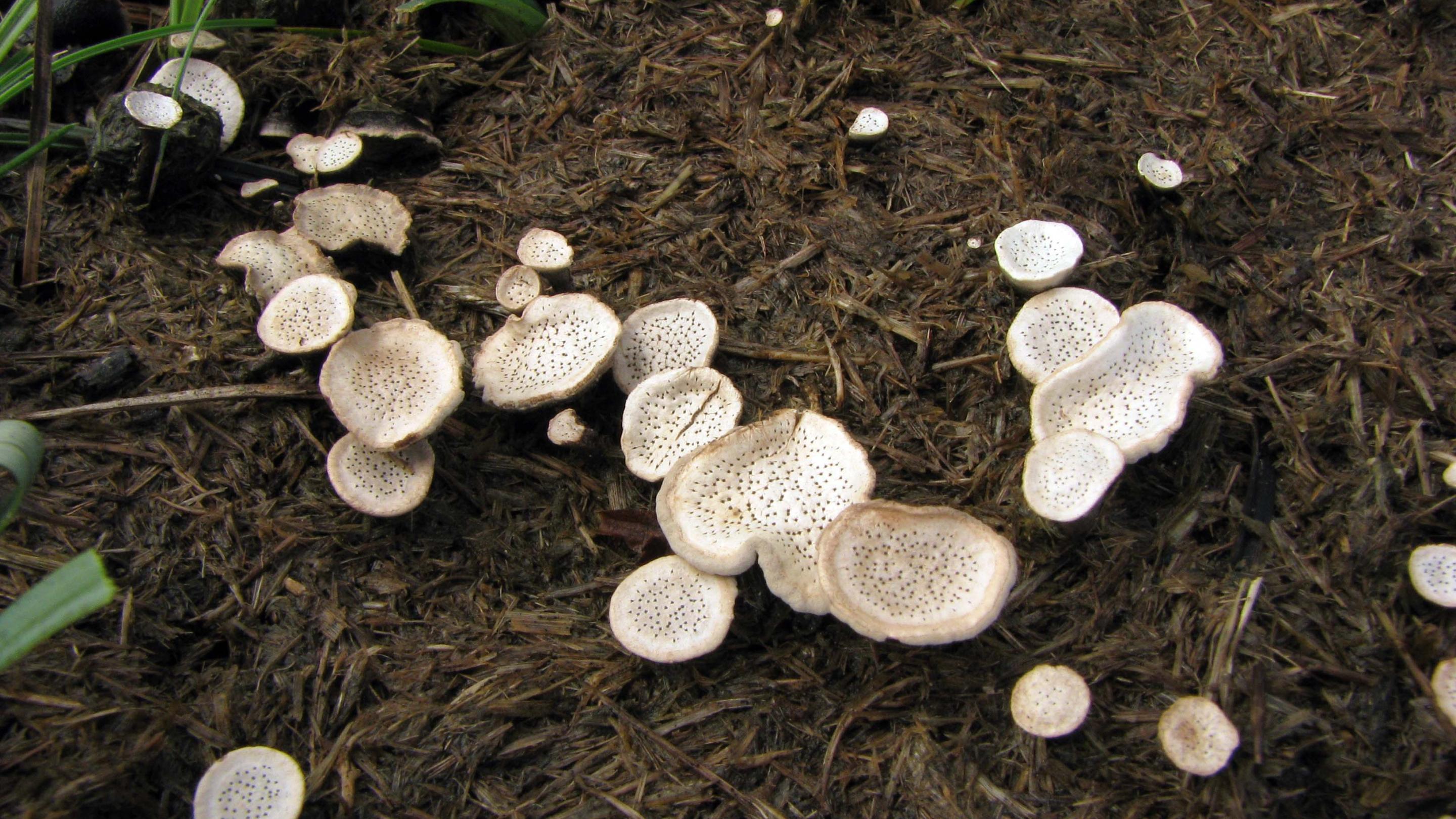 Rare British fungi: genuinely uncommon or simply ignored? | Kew