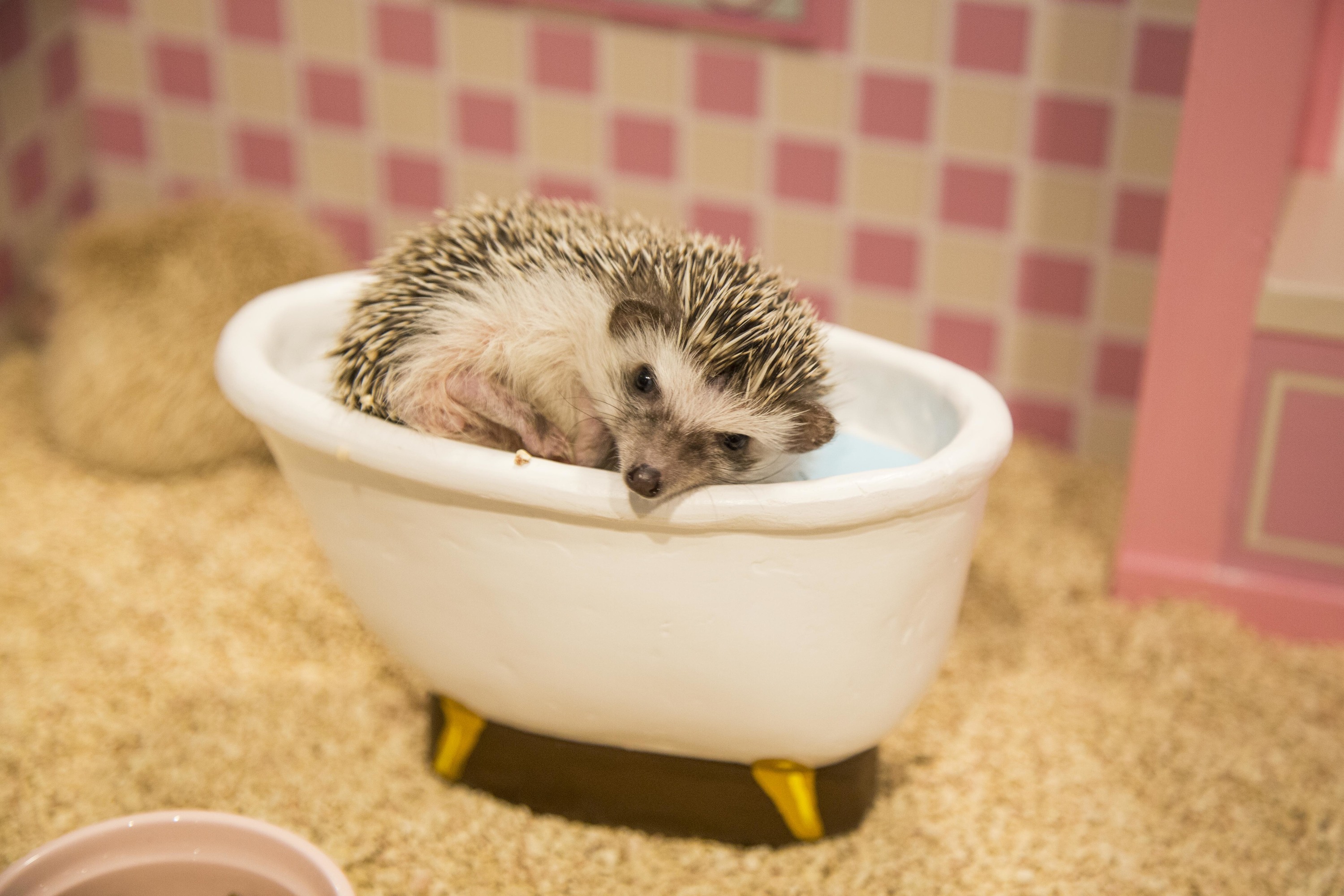 25 Pictures That Show Hedgehogs are the Cutest -