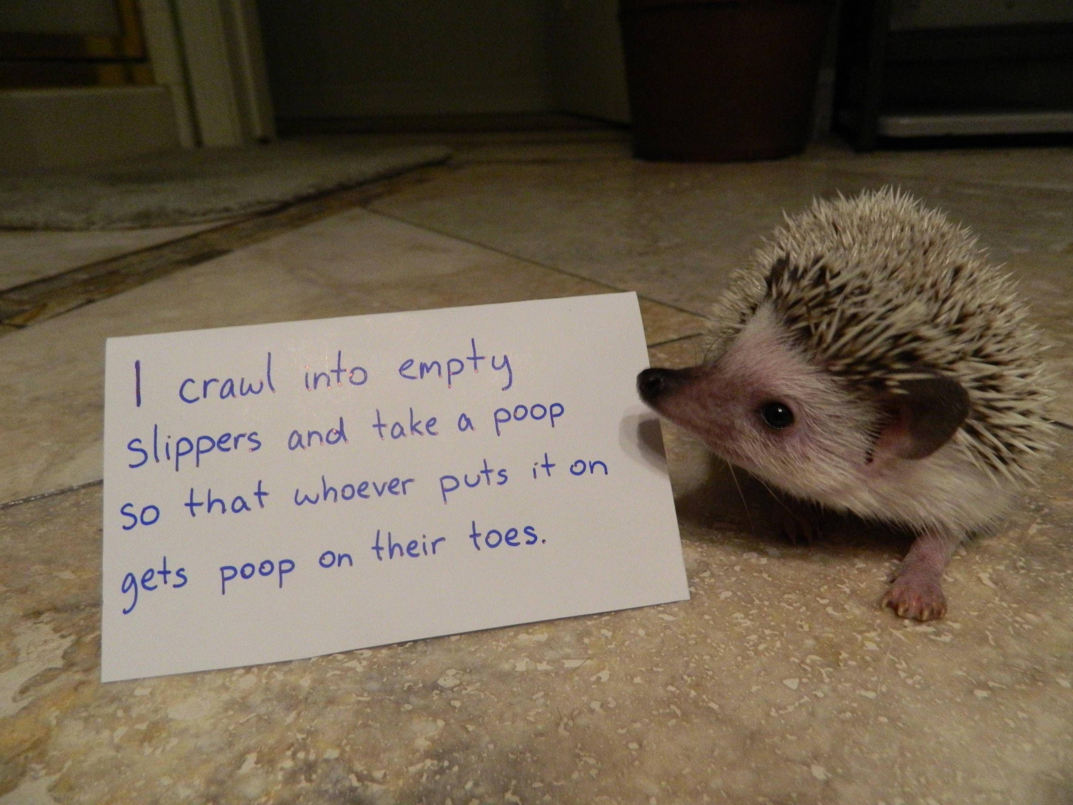 Hedgehog Shaming - Imgur | Things with Fluff | Pinterest | Hedgehogs ...