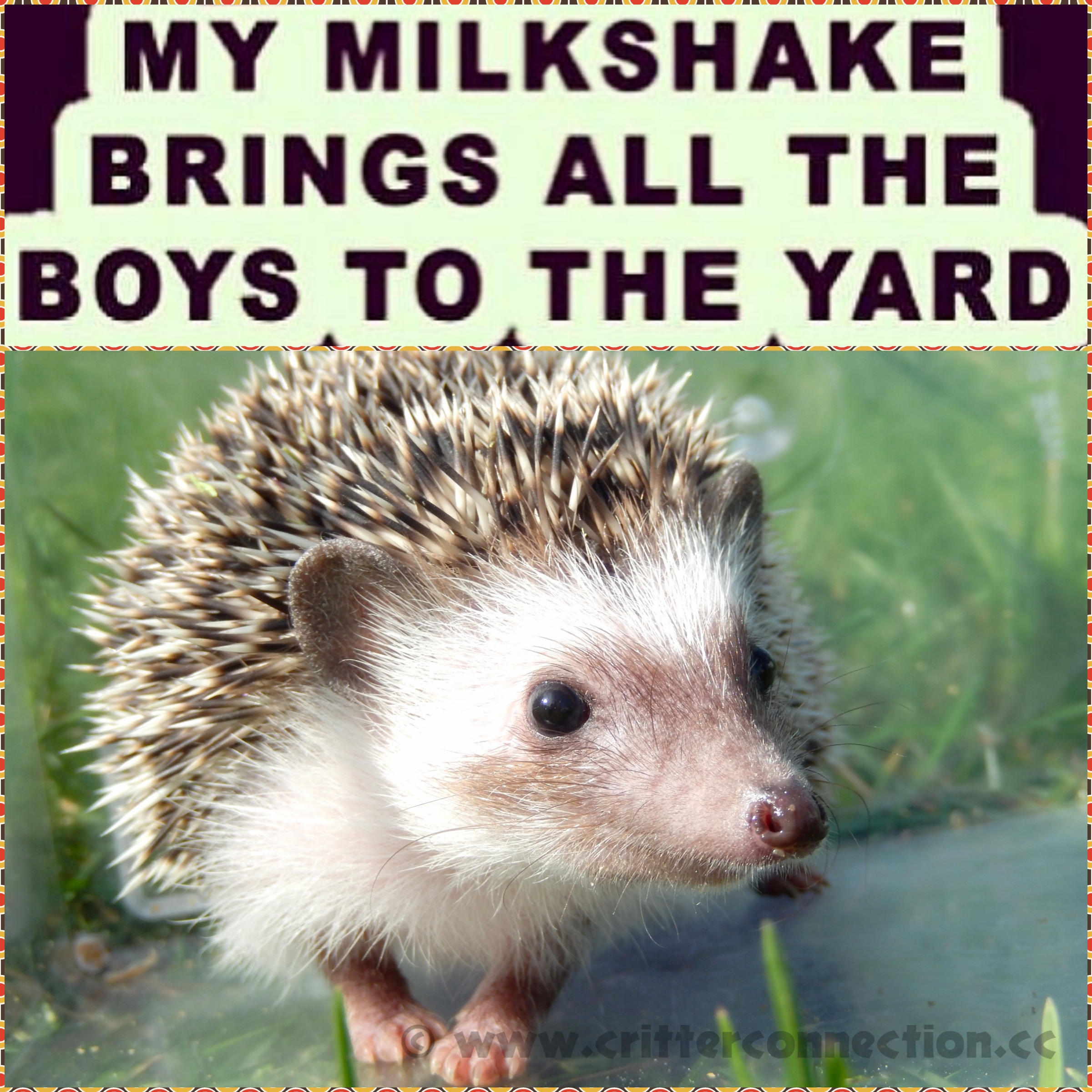 hedgehog #hedgie #breeder #millermeade #critterconnection #milkshake ...