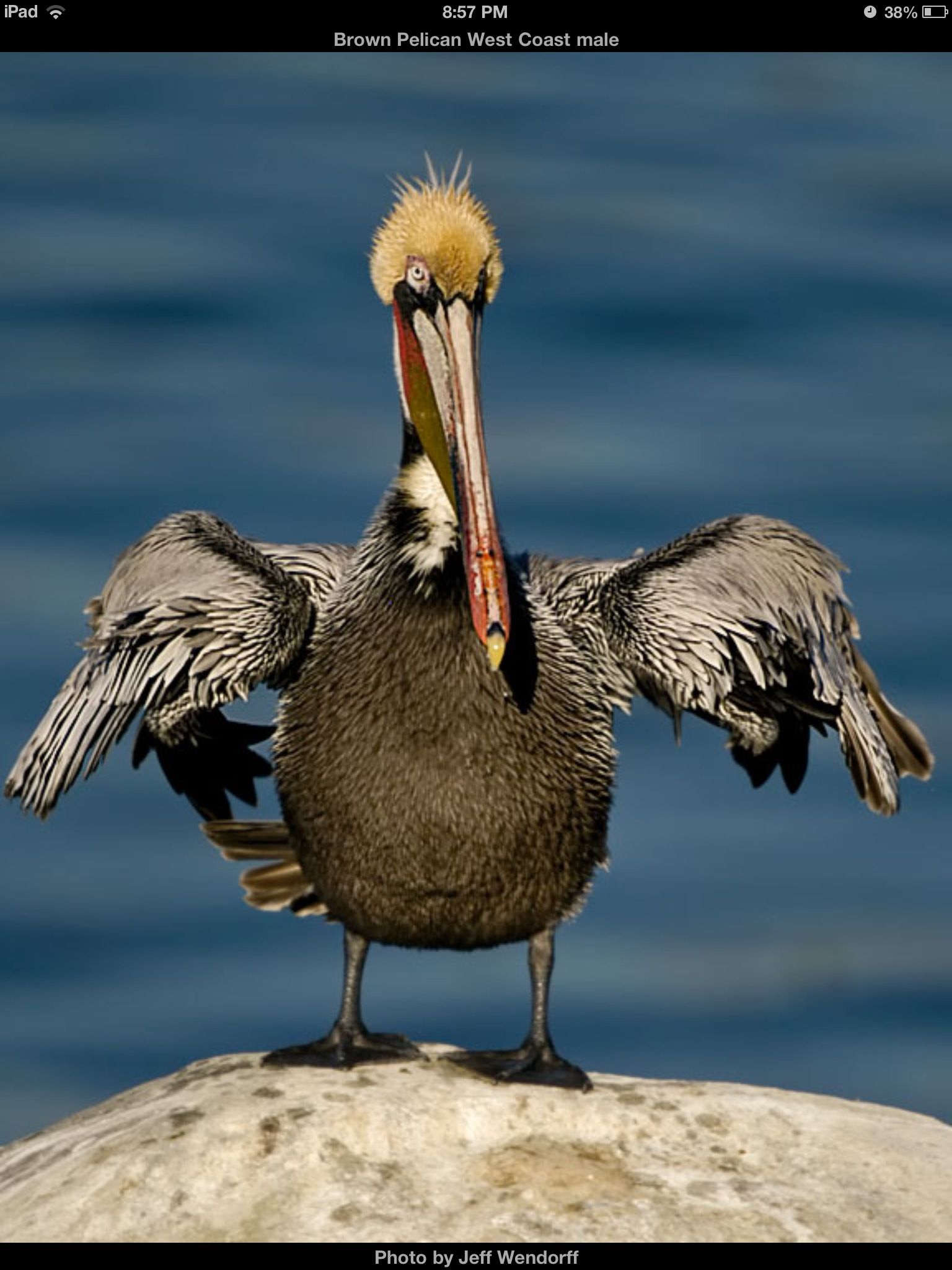 Cute and funny pelican! | lol | Pinterest