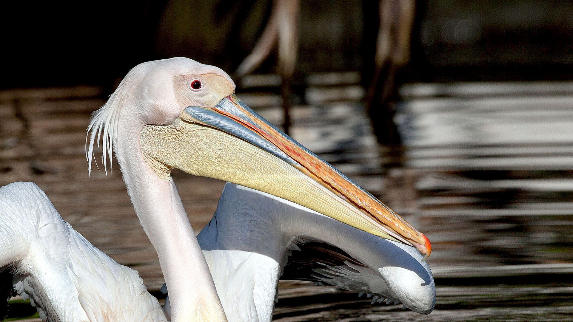Three pelicans photo