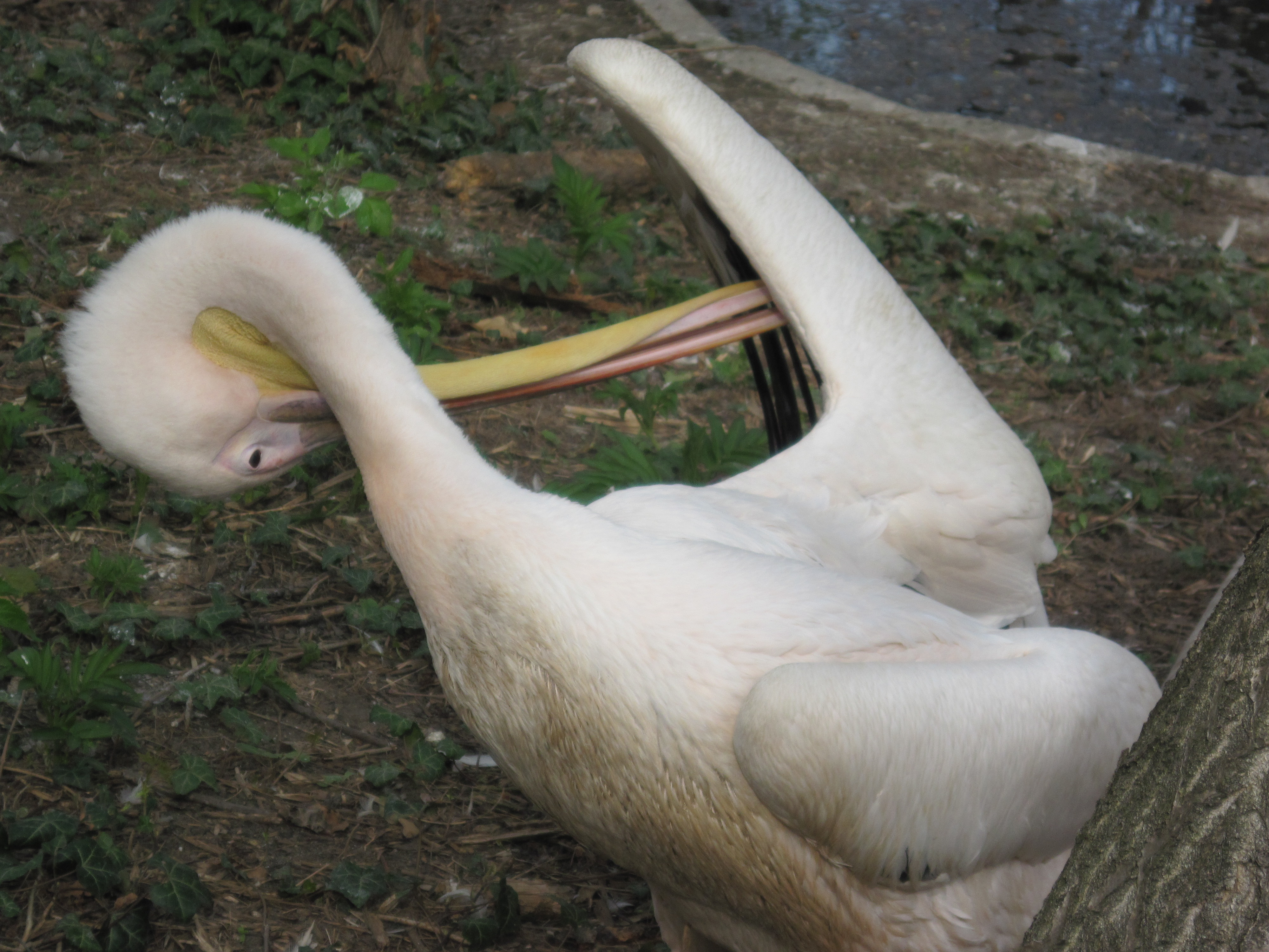 Funny pelican photo