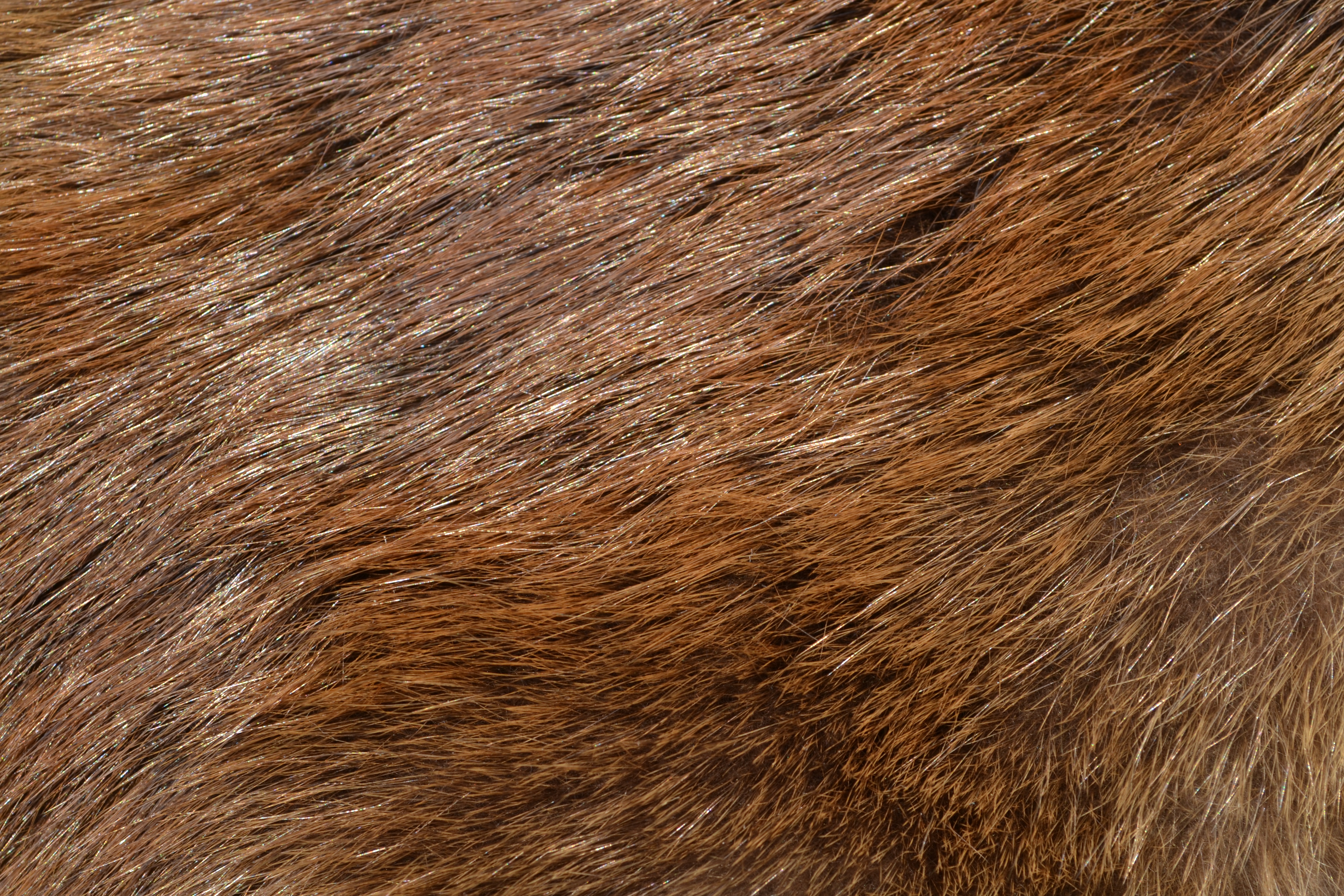 Fur Identification Challenge | The Cove Rattler