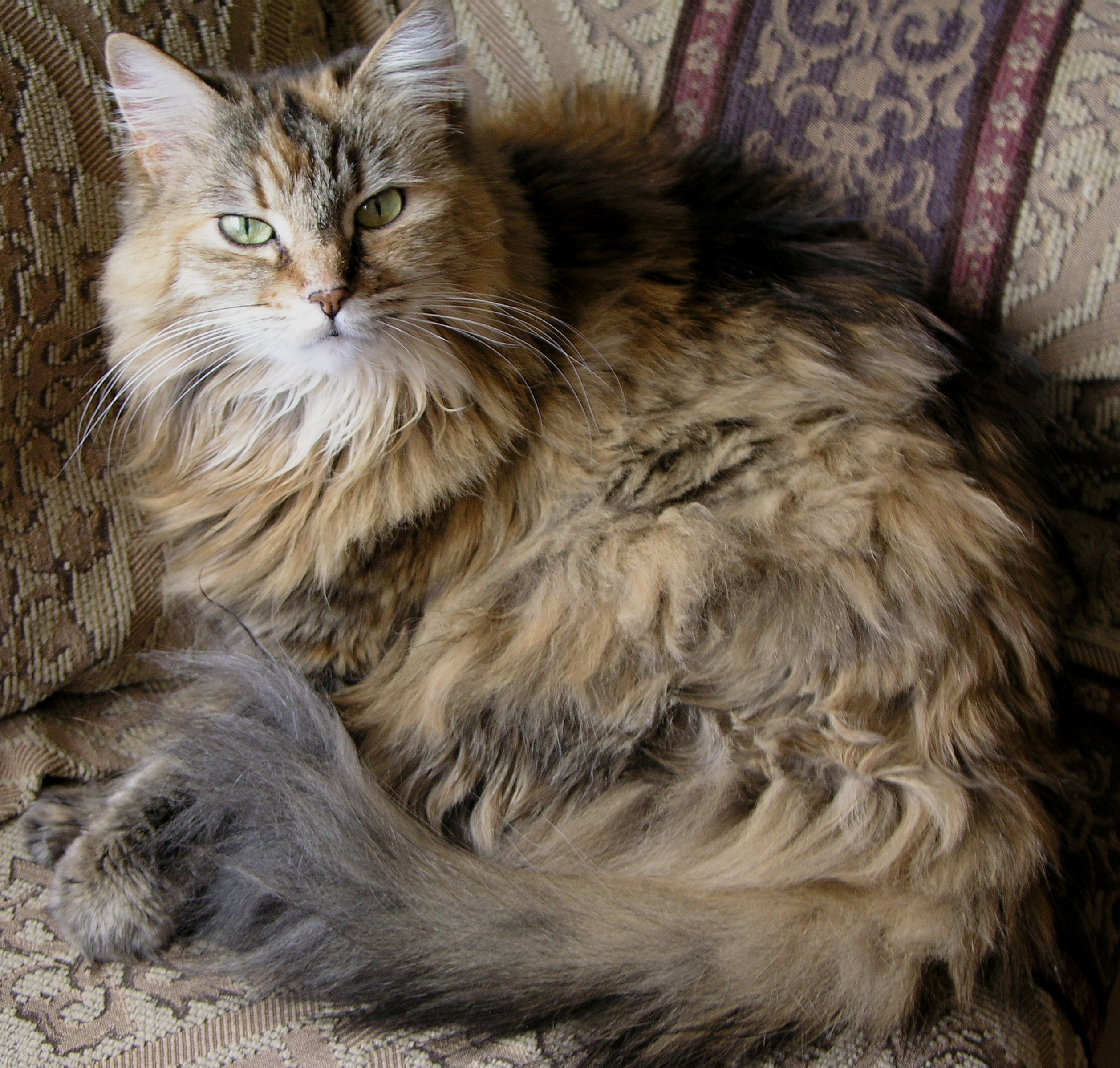 Furry cat photo
