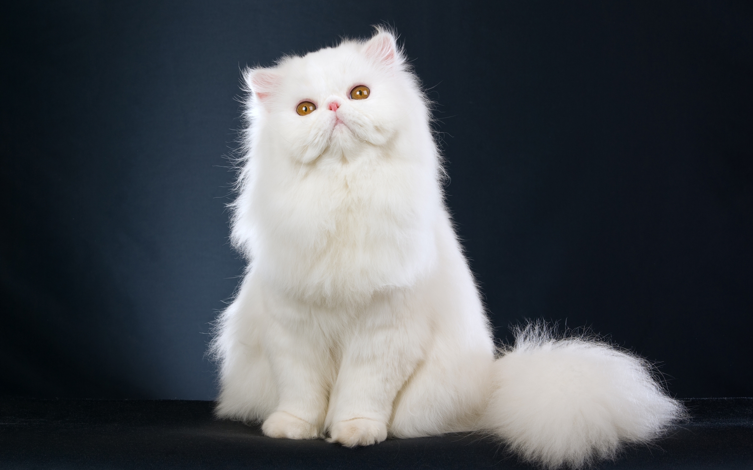 White Furry Cat widescreen wallpaper | Wide-Wallpapers.NET