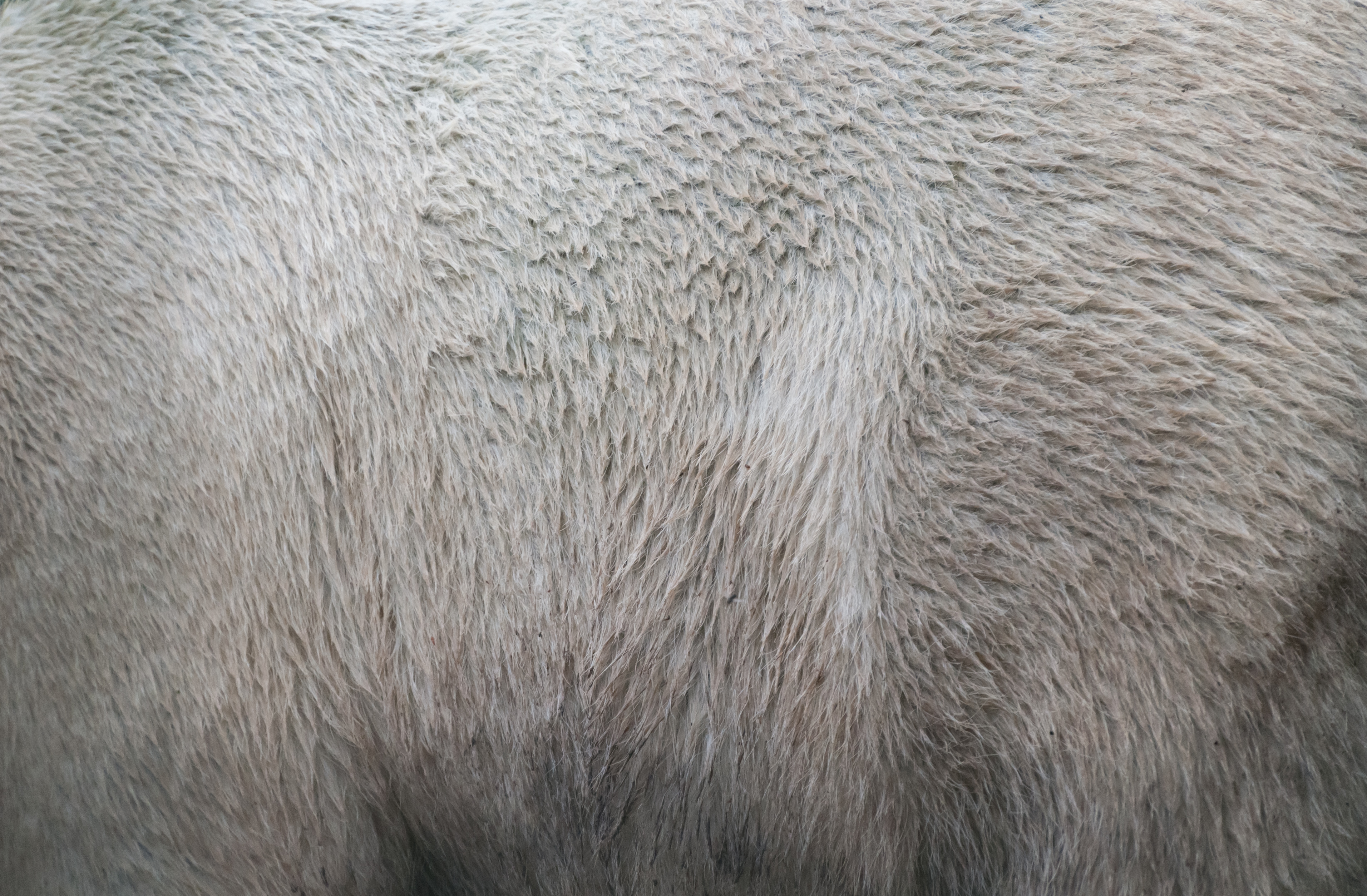 Bear fur texture - Free photos PatternPictures.com