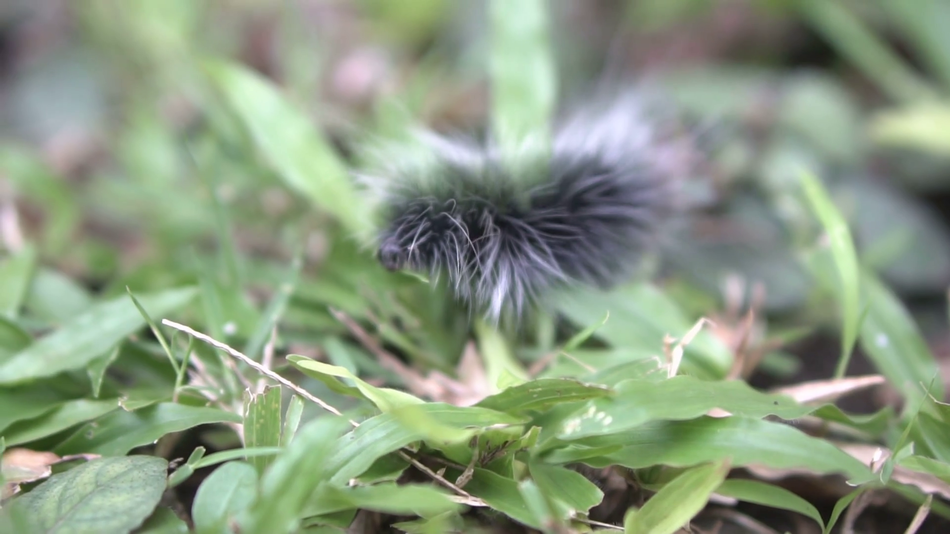 Beautiful black and white furry caterpillar crawling on the leaves ...