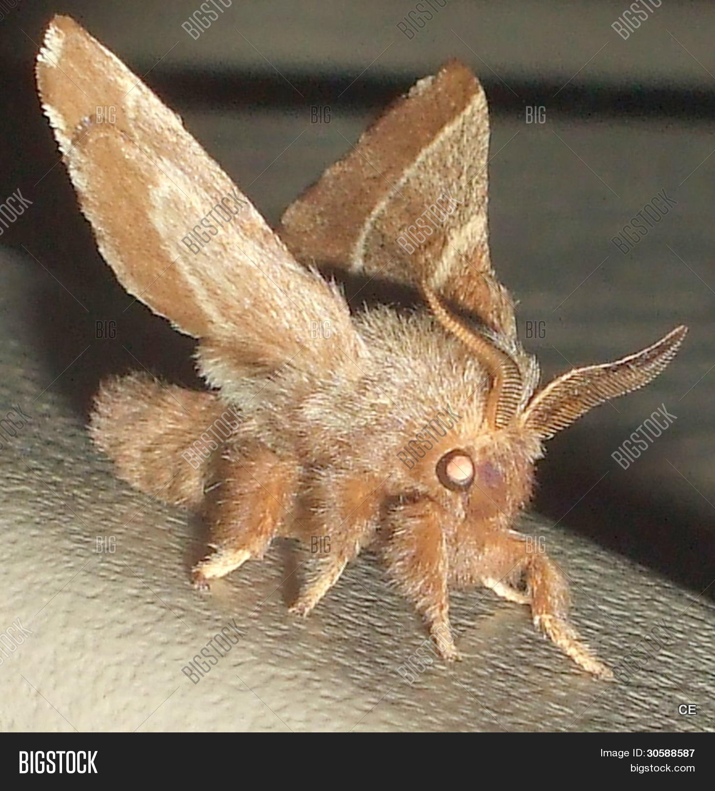 Furry moth photo