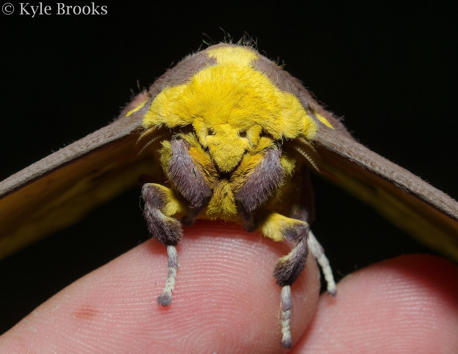 On the Subject of Nature: Imperial Moth