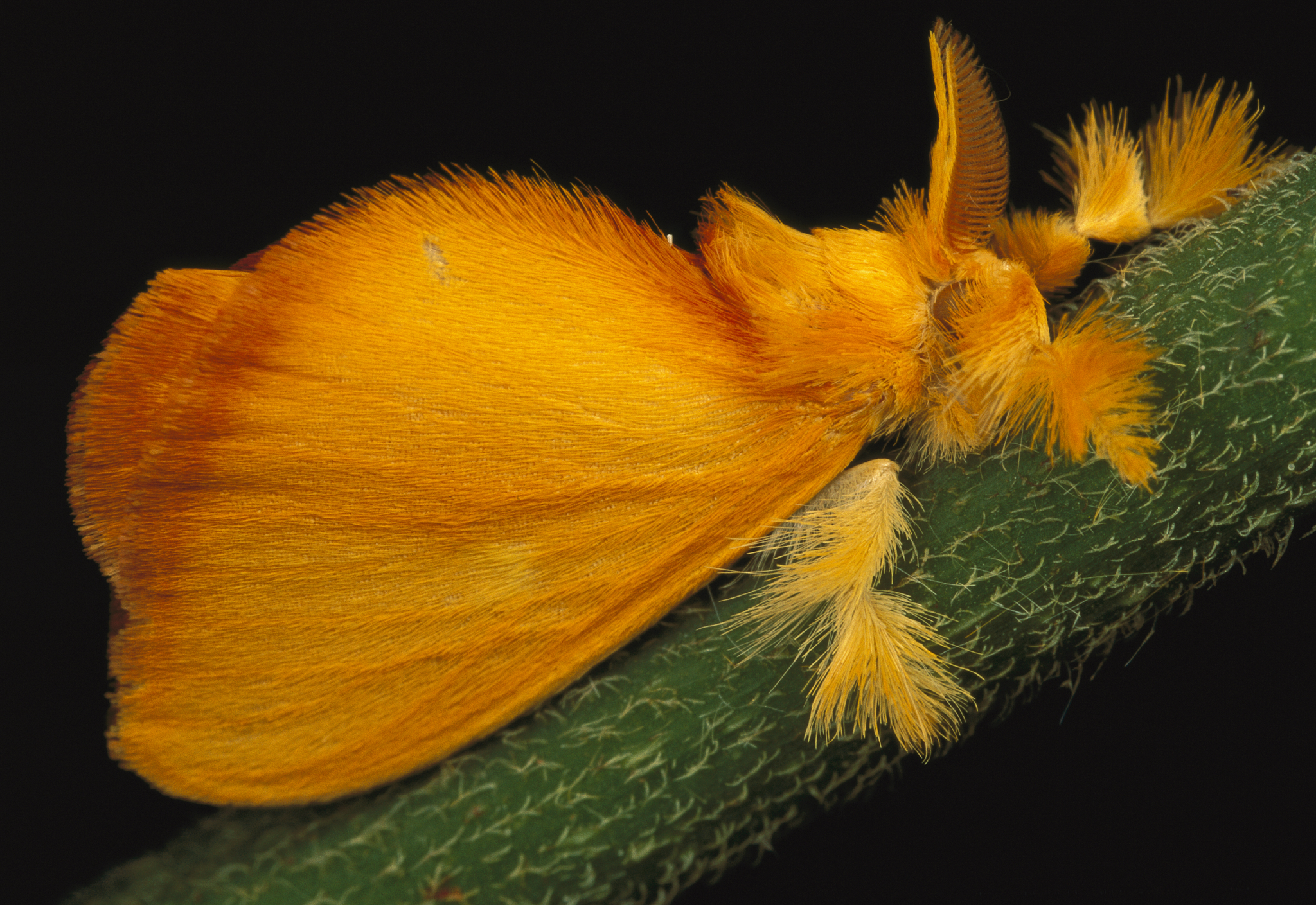 15 Pictures of Adaptable, Beautiful, and Misunderstood Moths