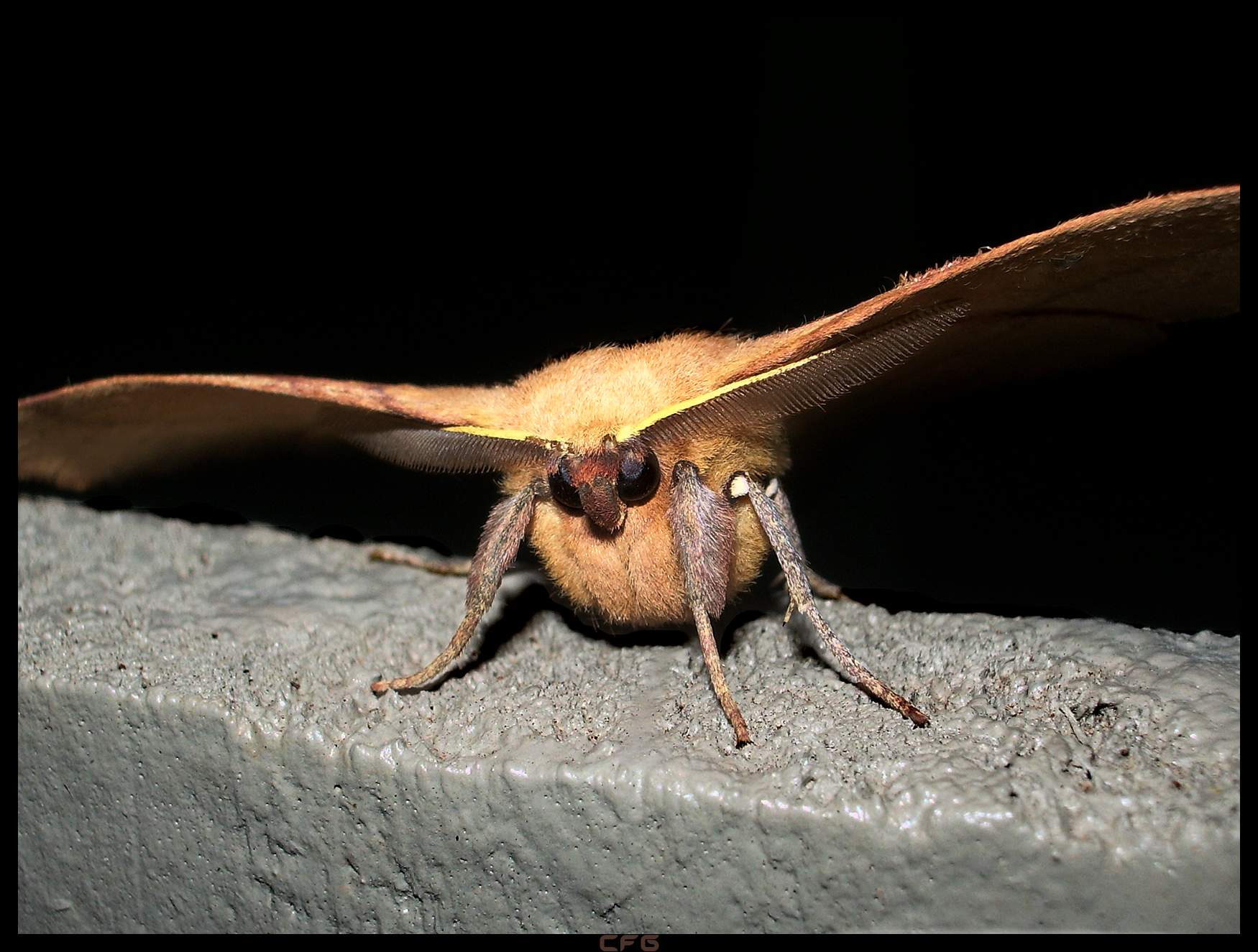 Furry Moth - moth1 by Grinner-666 on DeviantArt