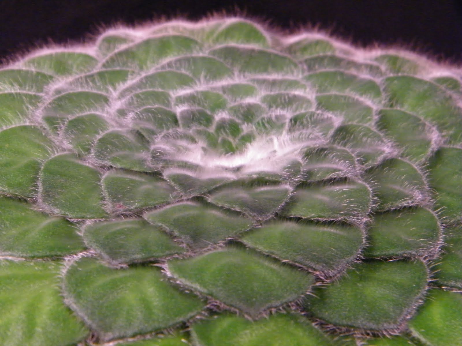 A Passion for Petrocosmea: Bigfoot....Story of a Big and Furry seedling!