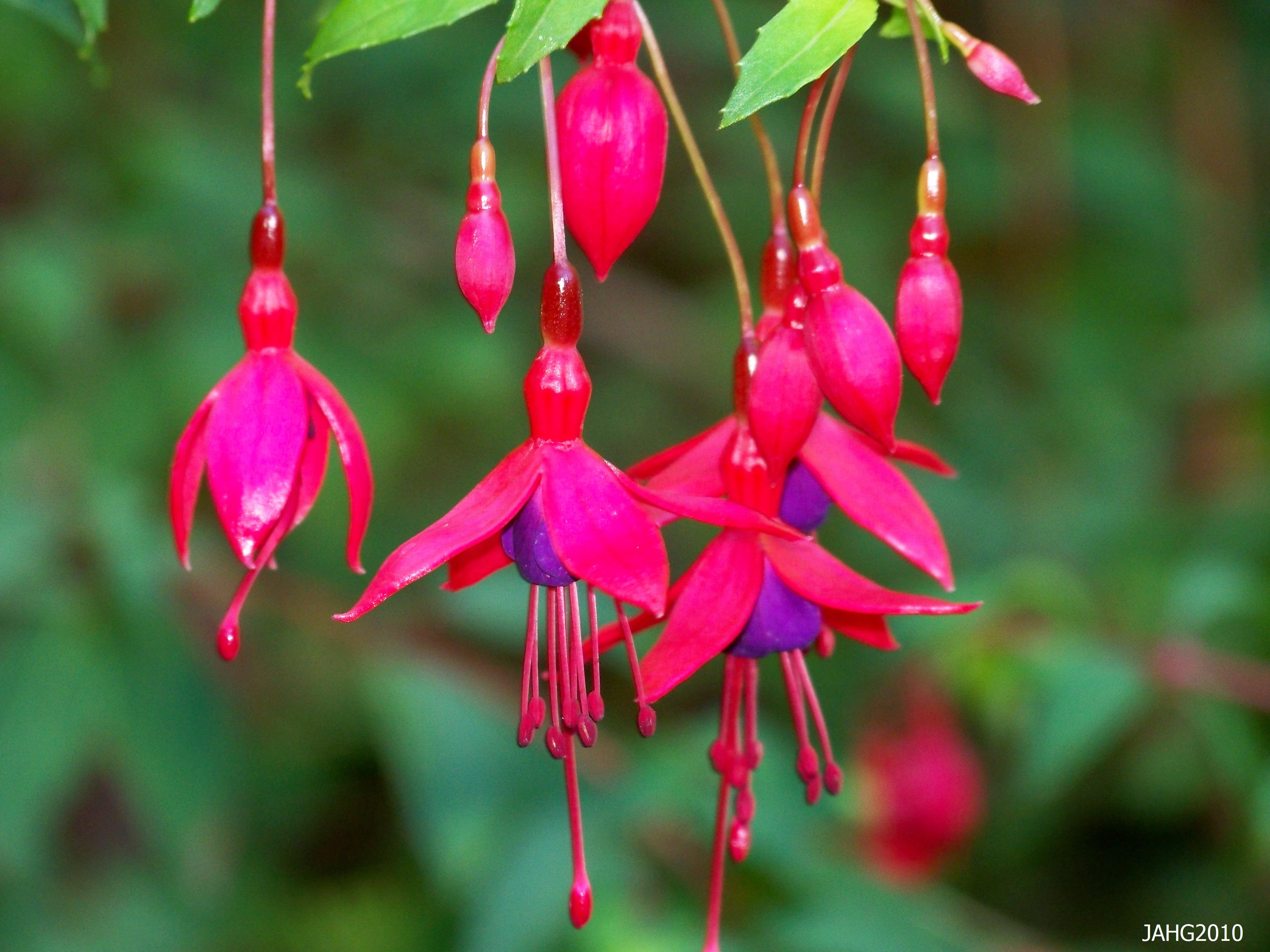 Flowers So Beautiful You Could Wear Them as Earrings. | Name That Plant