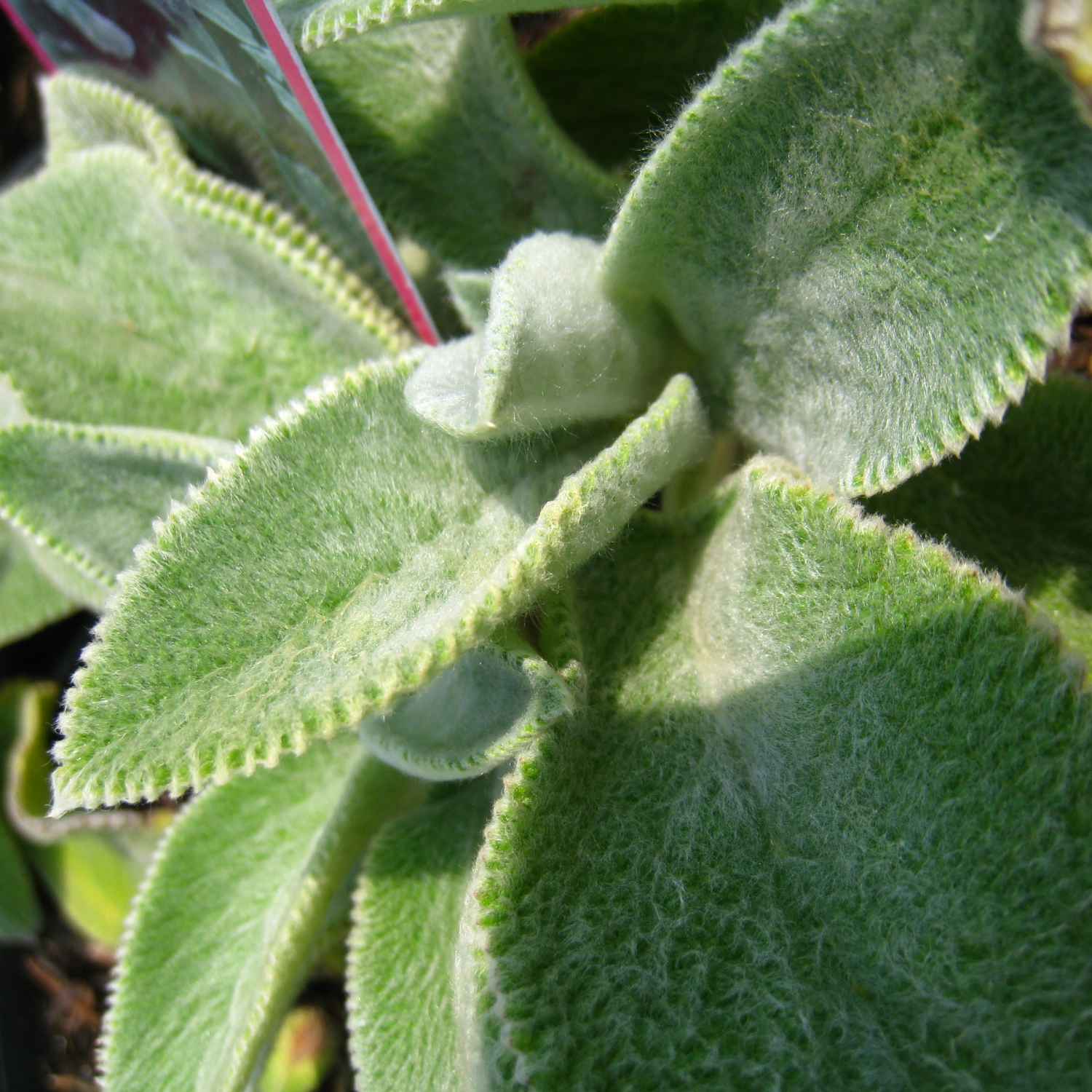 Fuzzy Plant. Beautiful Mature Leaves Take On A Fuzzy With Fuzzy ...