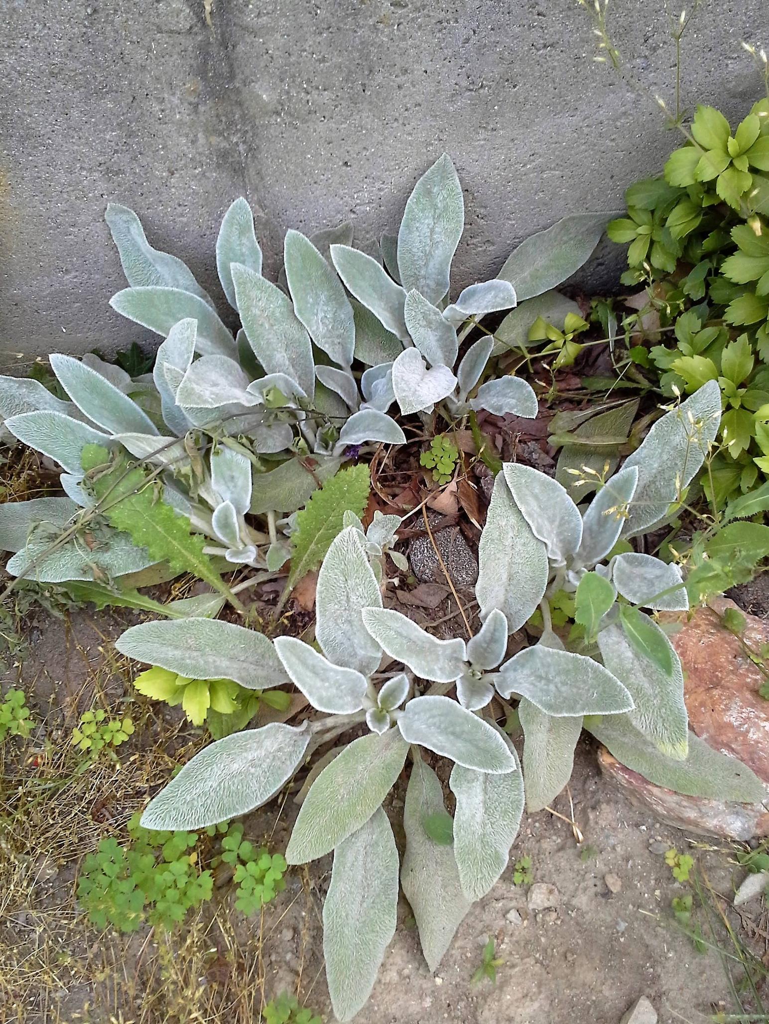 identification - What is this low-growing plant with fuzzy green and ...